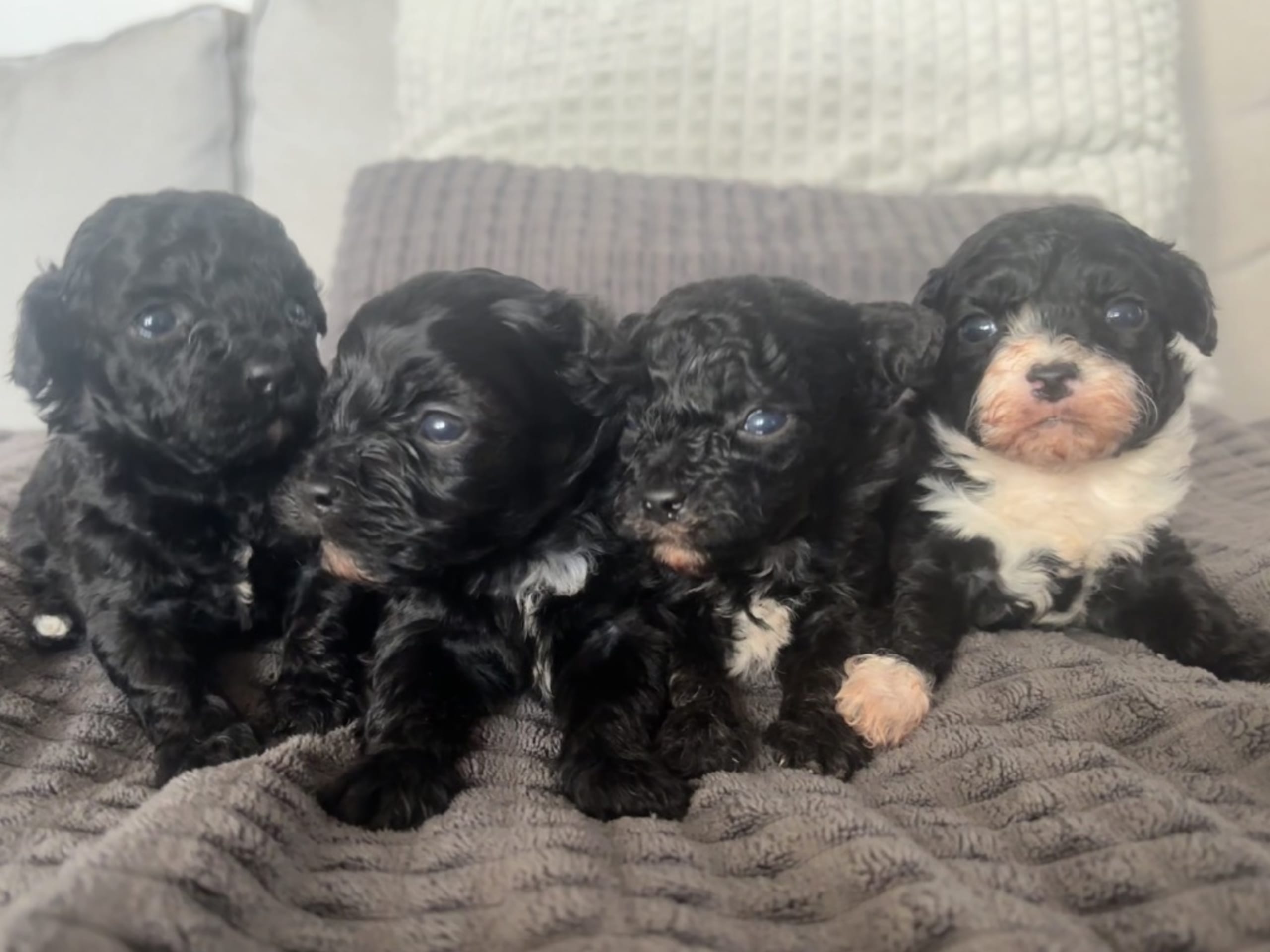 Shihpoo valpar · 2026-02-10 · Klippan · Shihpoo