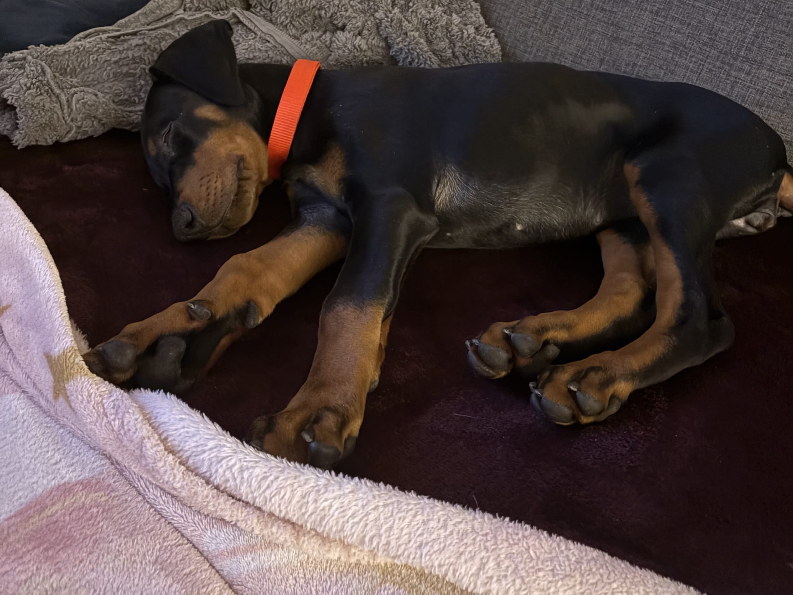 Dobermann