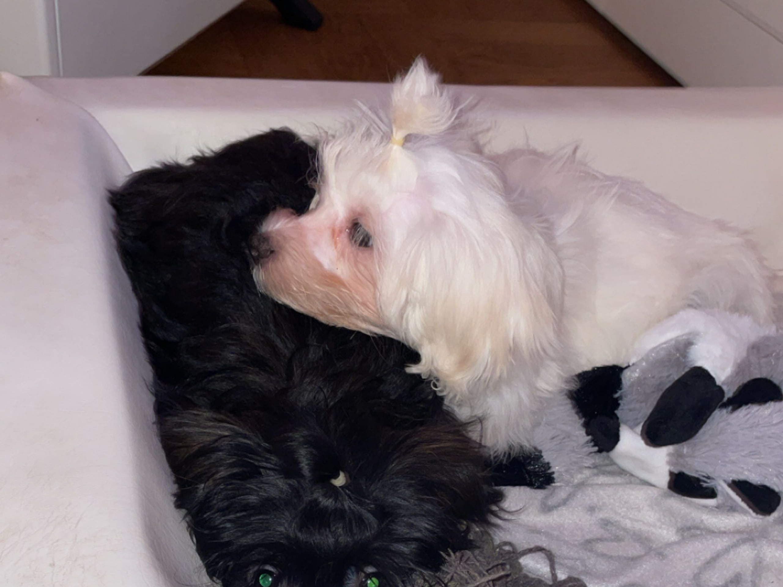 Maltipoo · 2025-12-01 · Borås · Alex K.