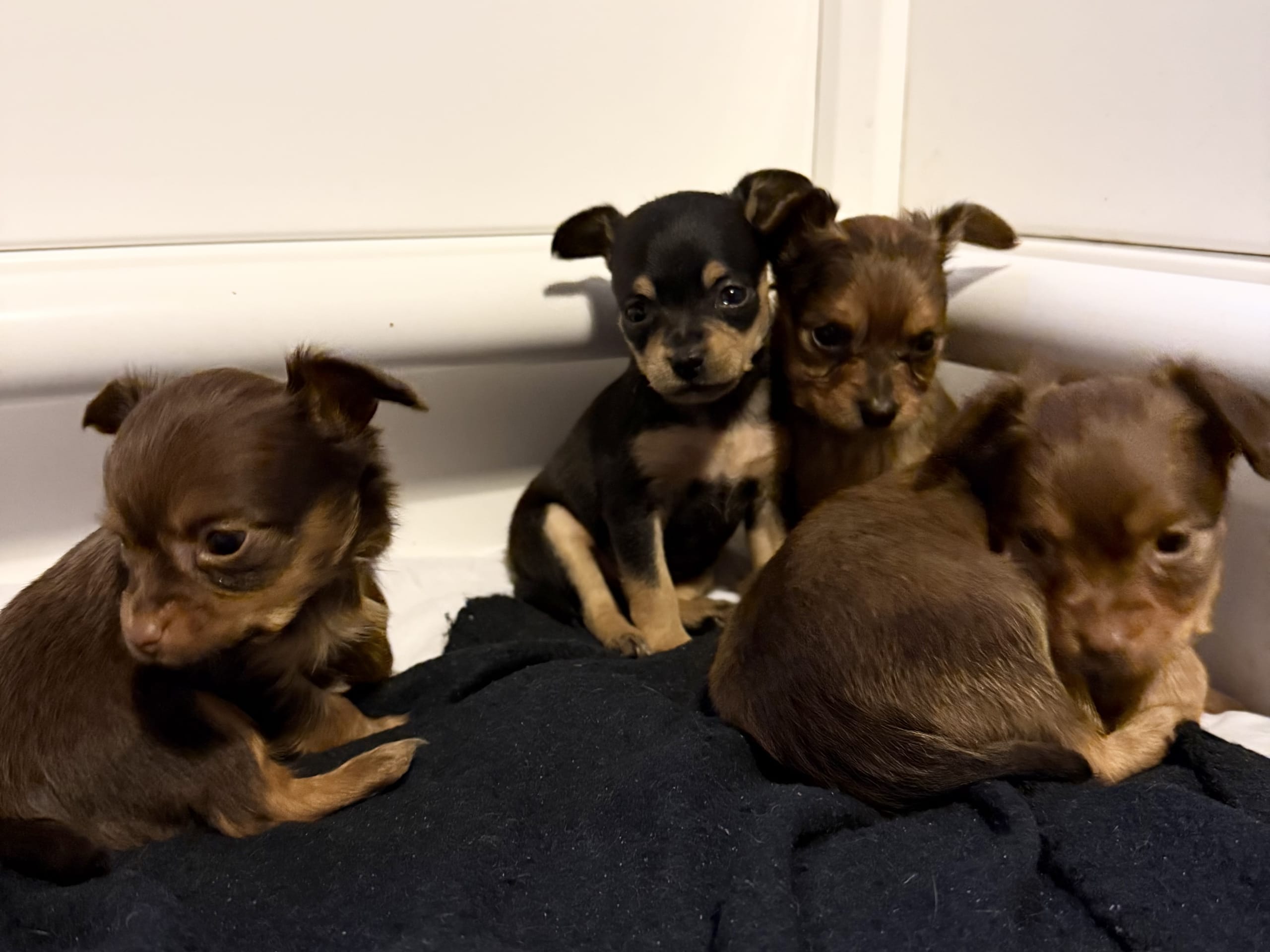 Russkiy Toy · 2026-02-18 · Nybro · Maximo Toys