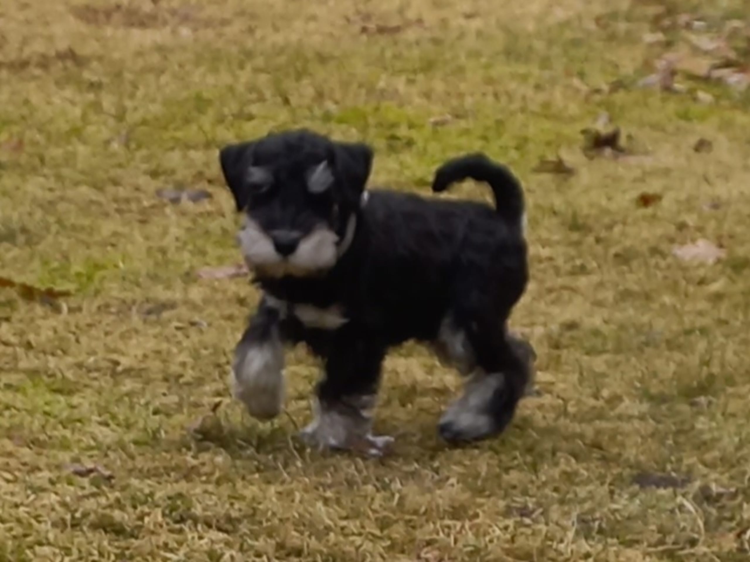 Miniature Schnauzer · 2026-01-03 · Lundsbrunn · Lärkans