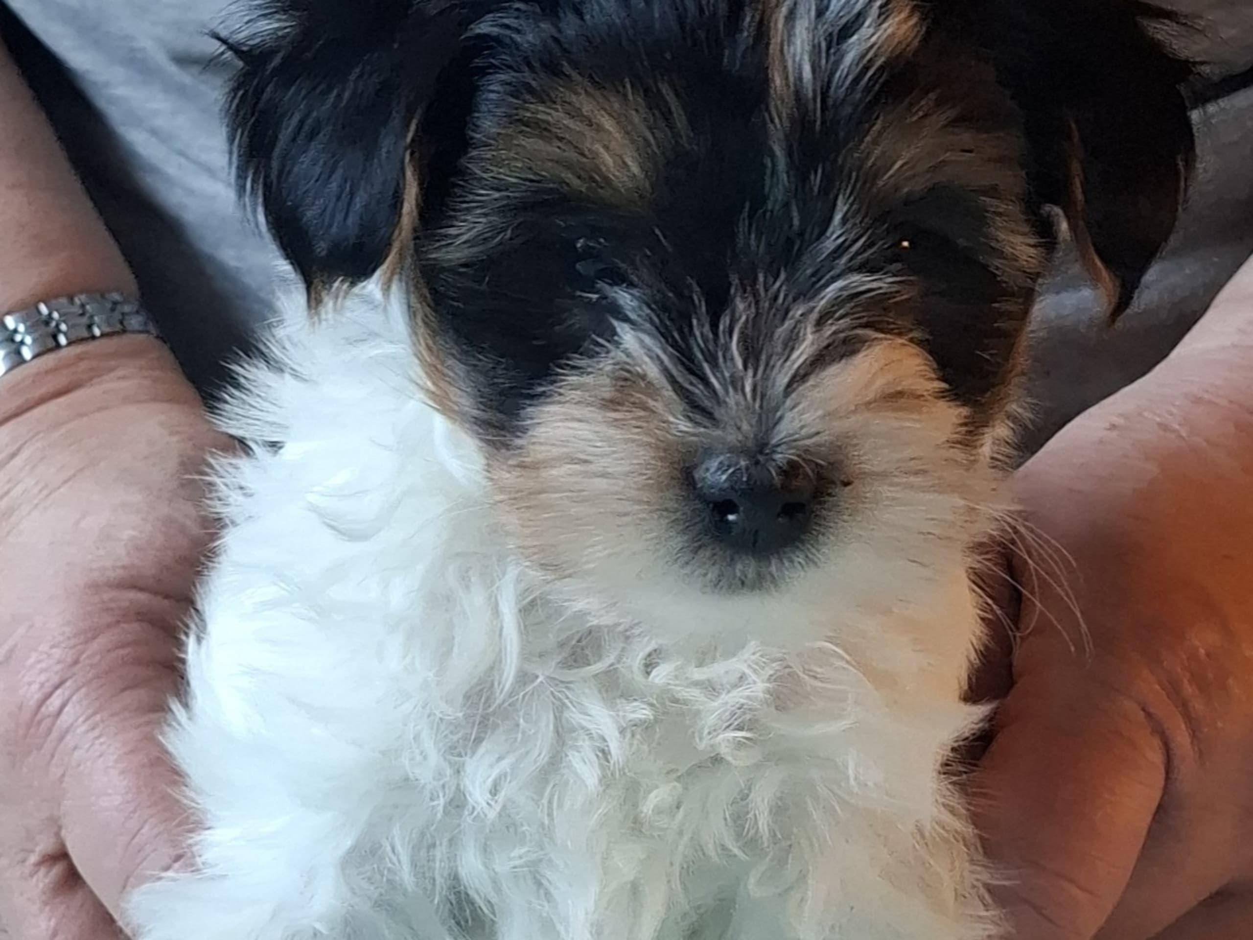 Biewer Terrier · 2026-01-24 · Mockfjärd · Candygolds