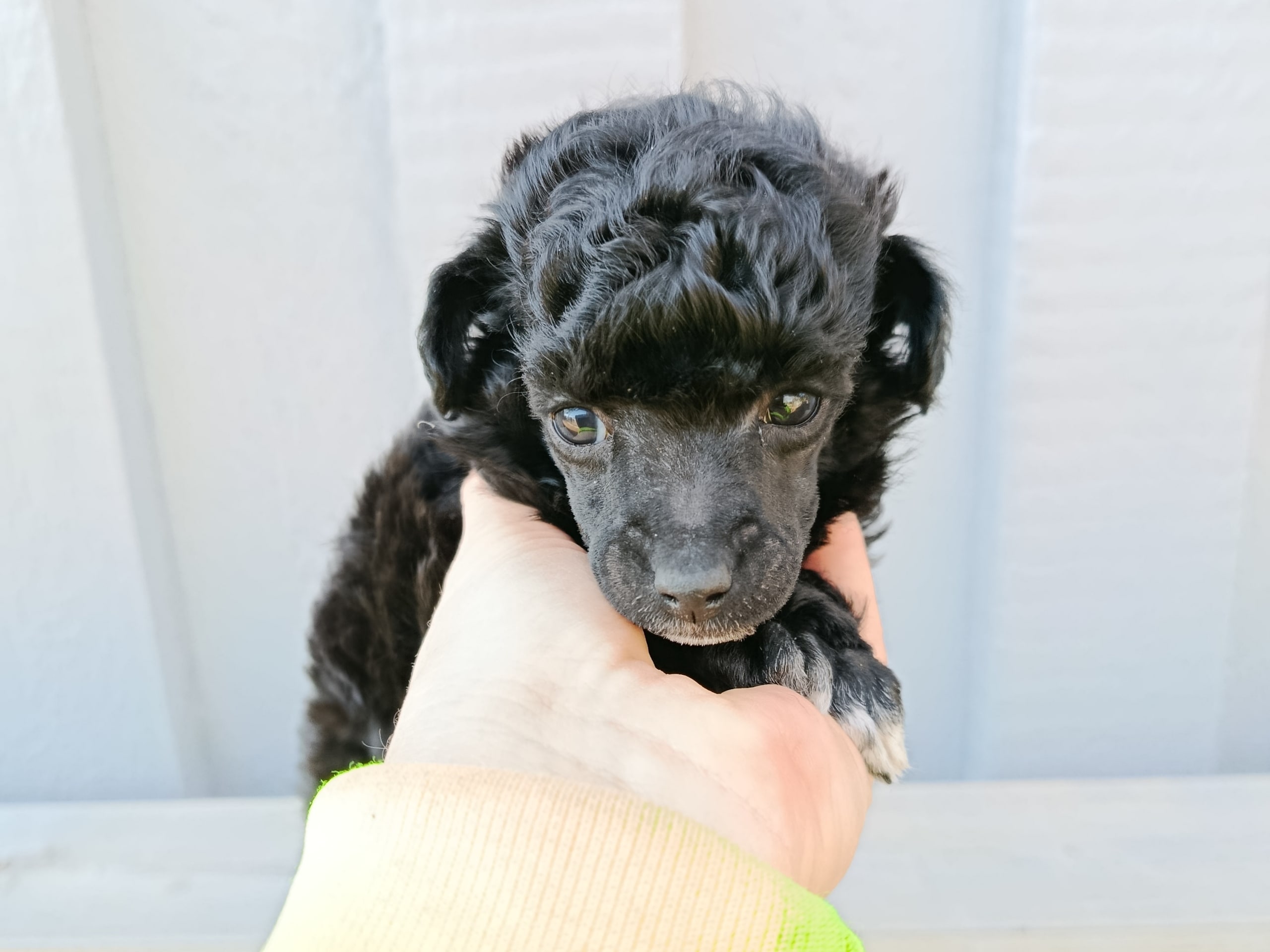 Miniature Poodle