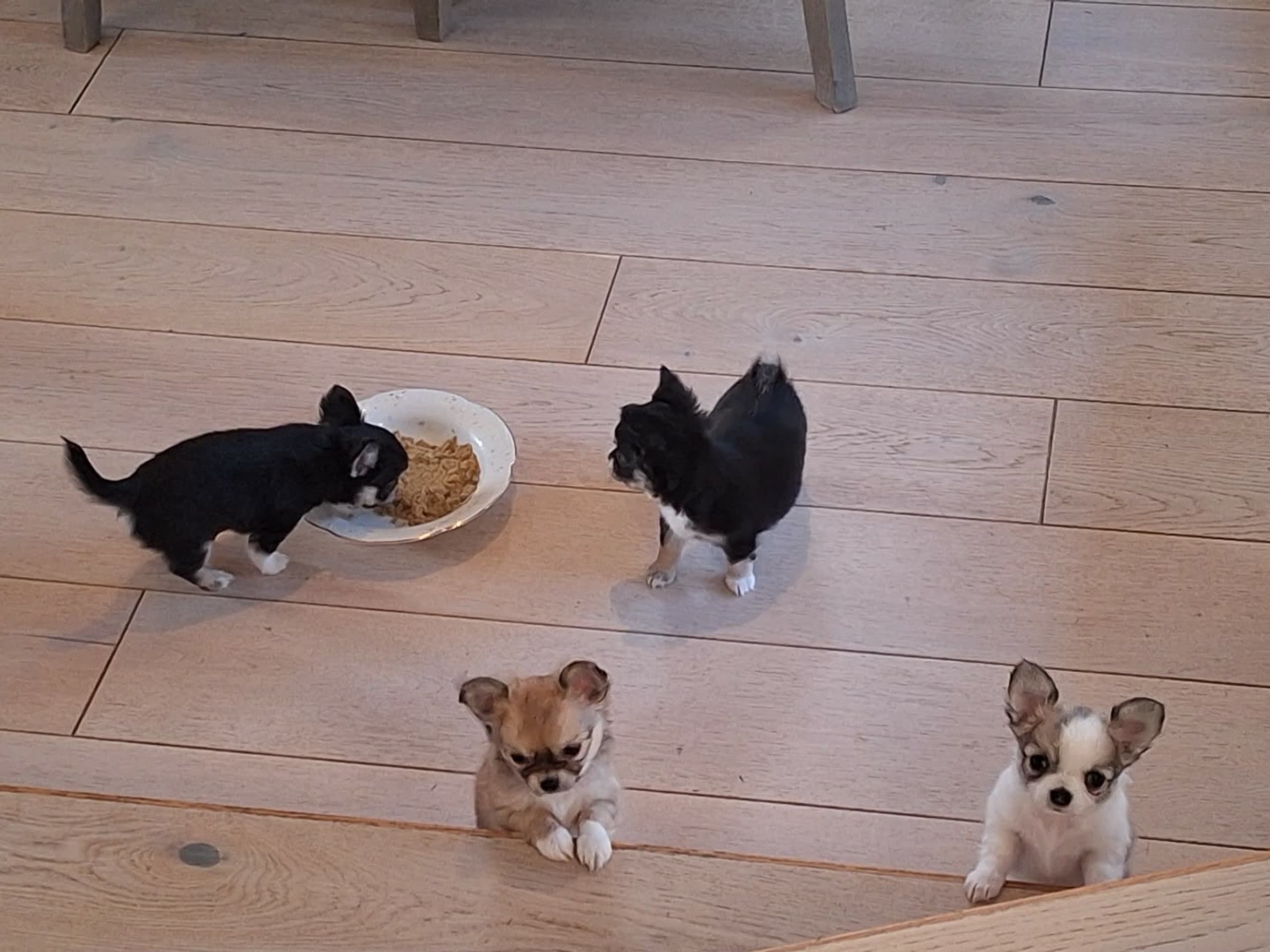 Chihuahua
