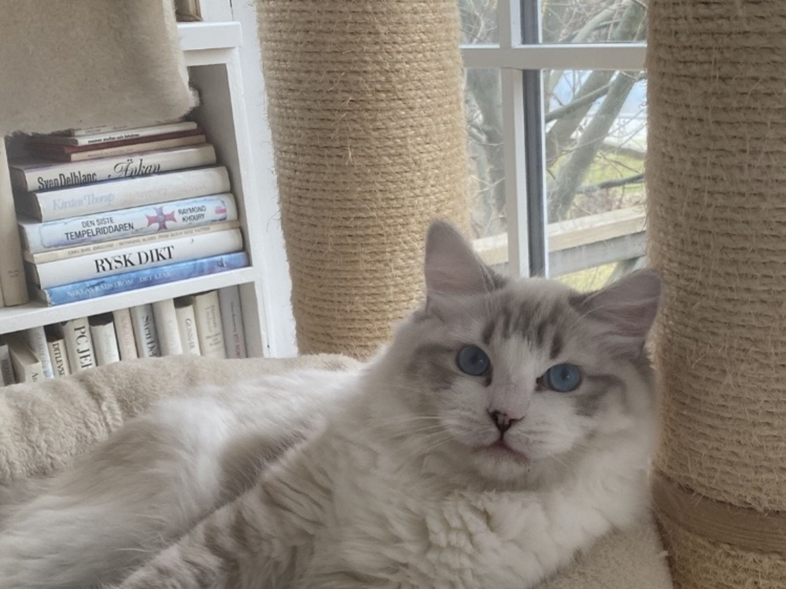 Ragdoll · 2025-08-05 · Svalöv · SE*Lovella’s