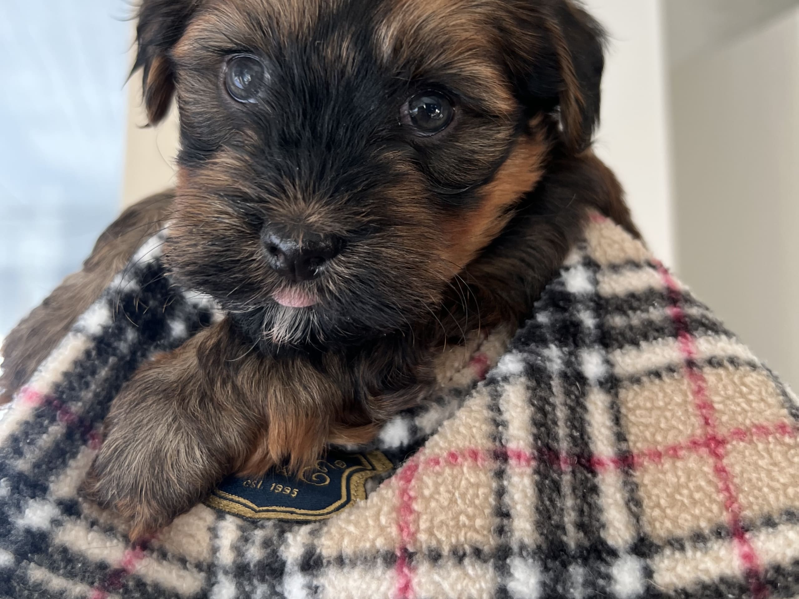 Bichon havanais · 2026-01-01 · Gävle · Team Nyström