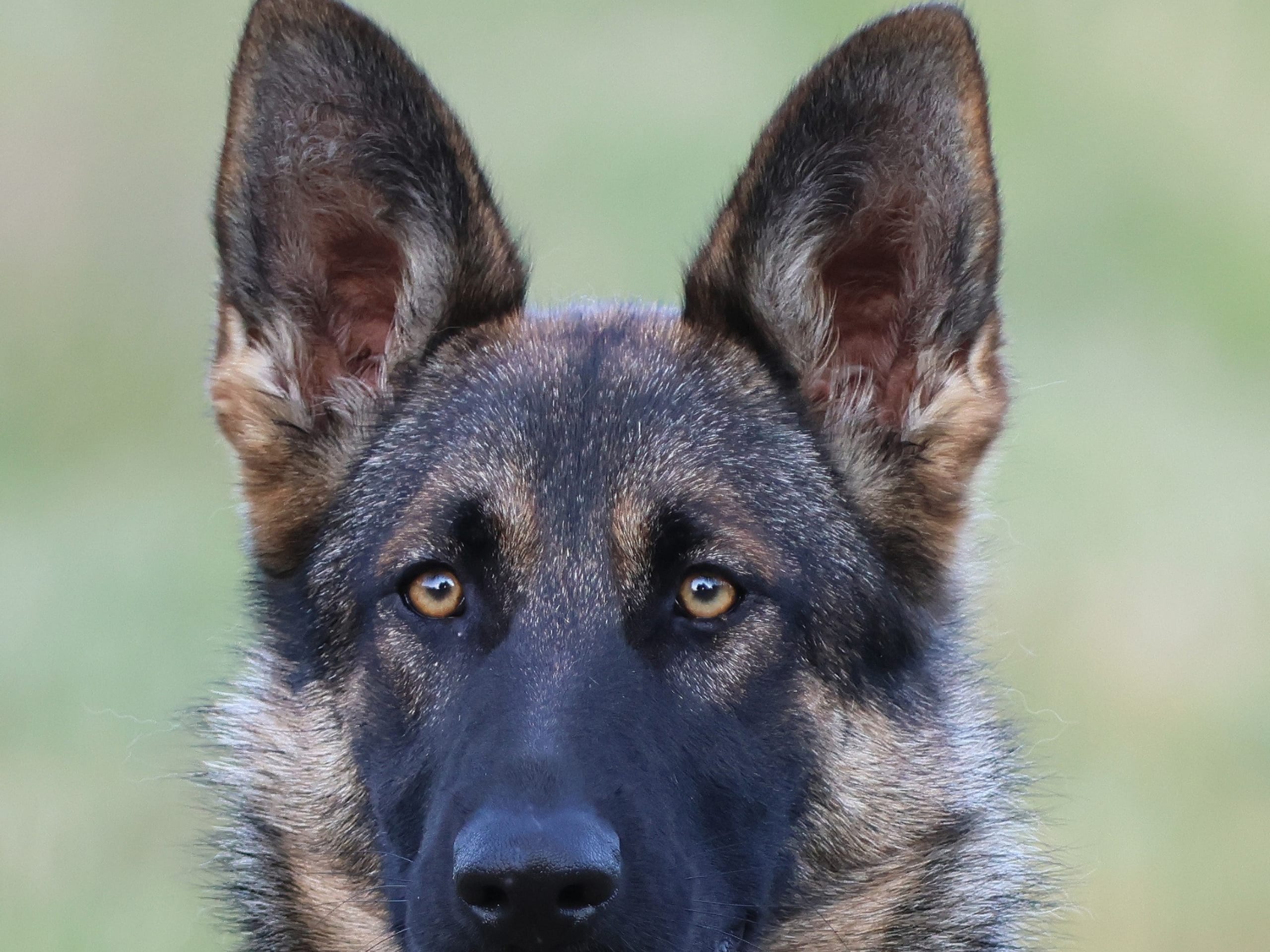 German Shepherd Dog · 2024-10-19 · Listerby · Kennel Snibor Anzi