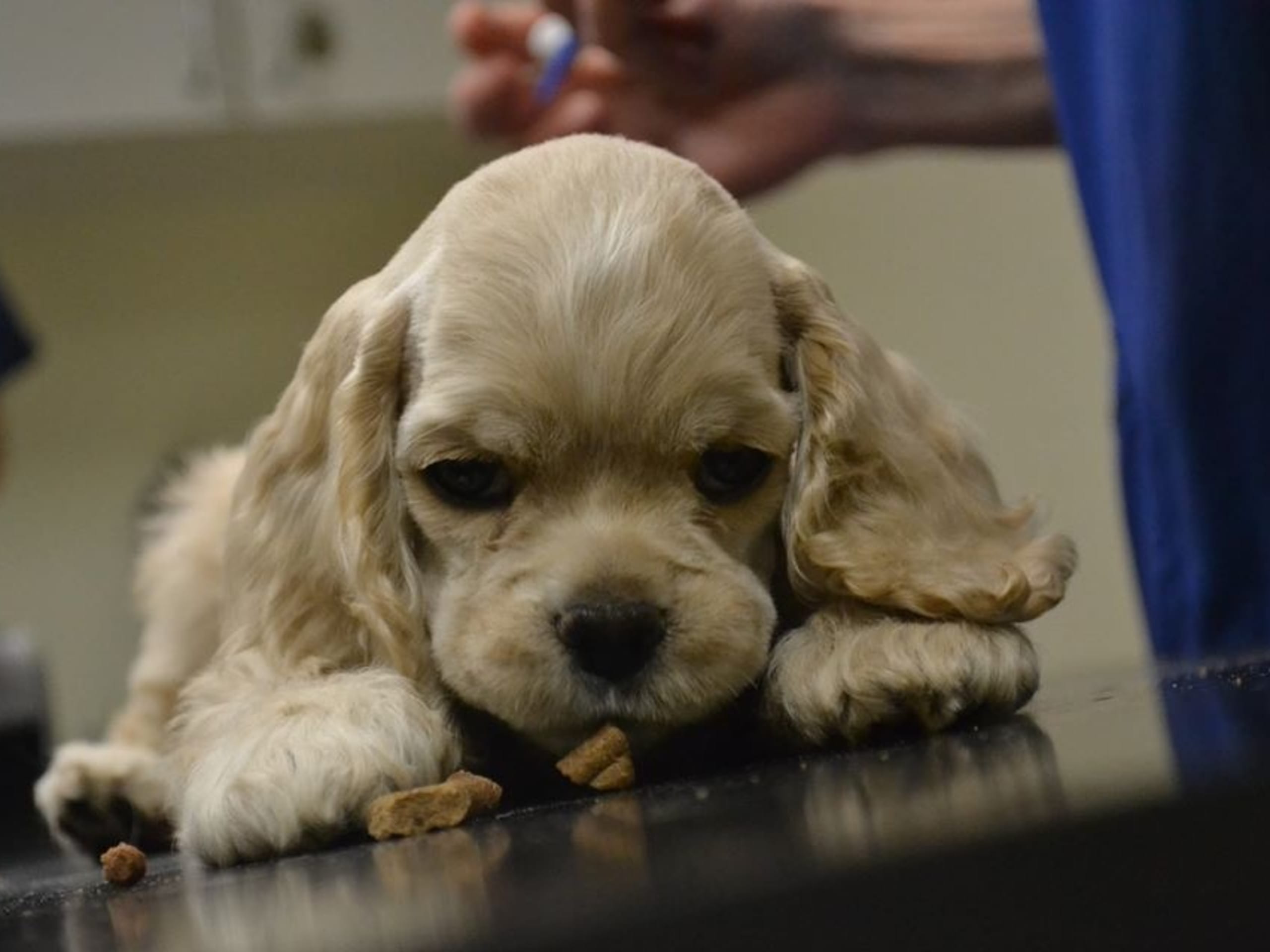 American Cocker Spaniel · Simlångsdalen · Cathrine Uhrberg