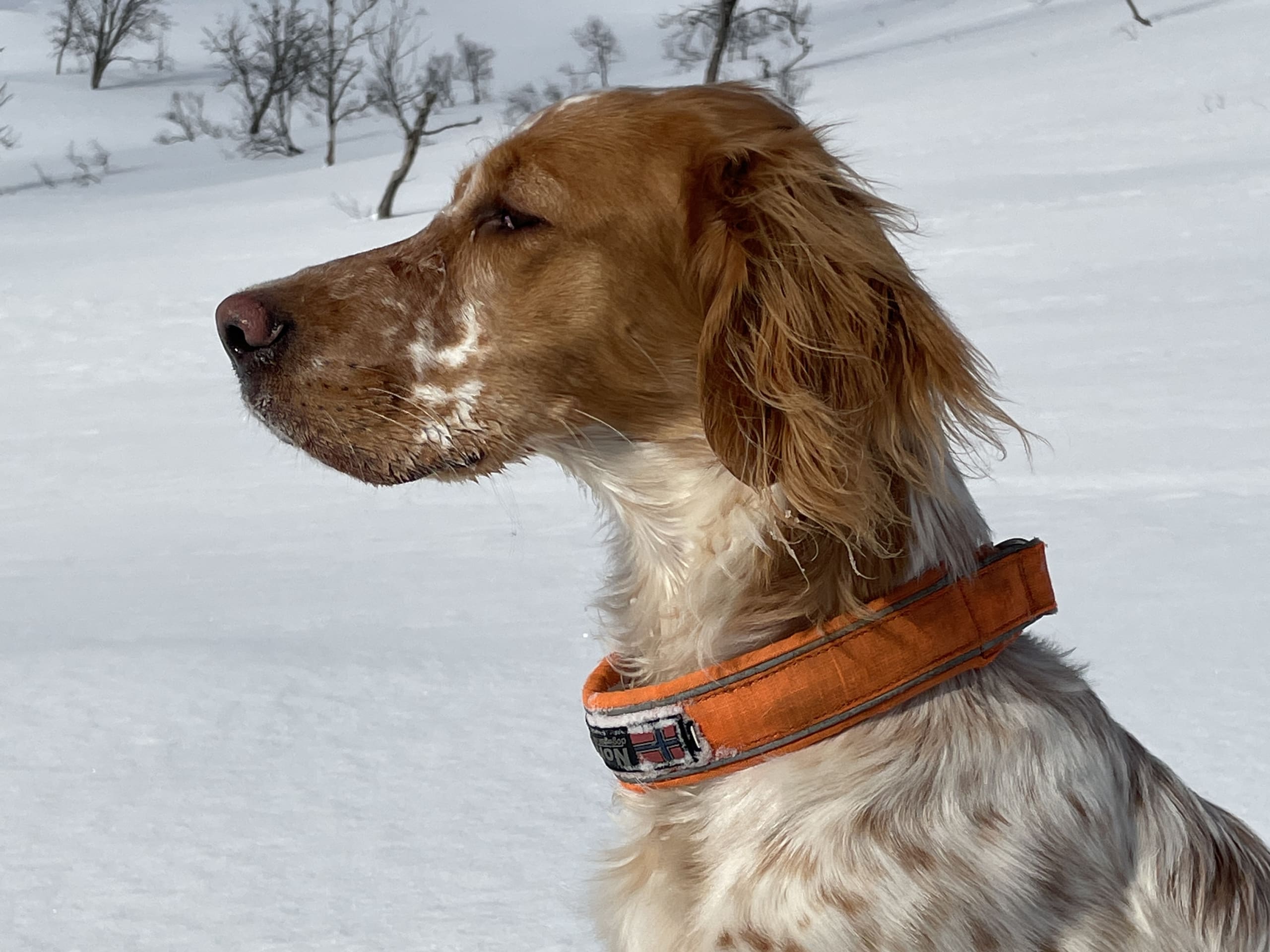 Engelsk setter