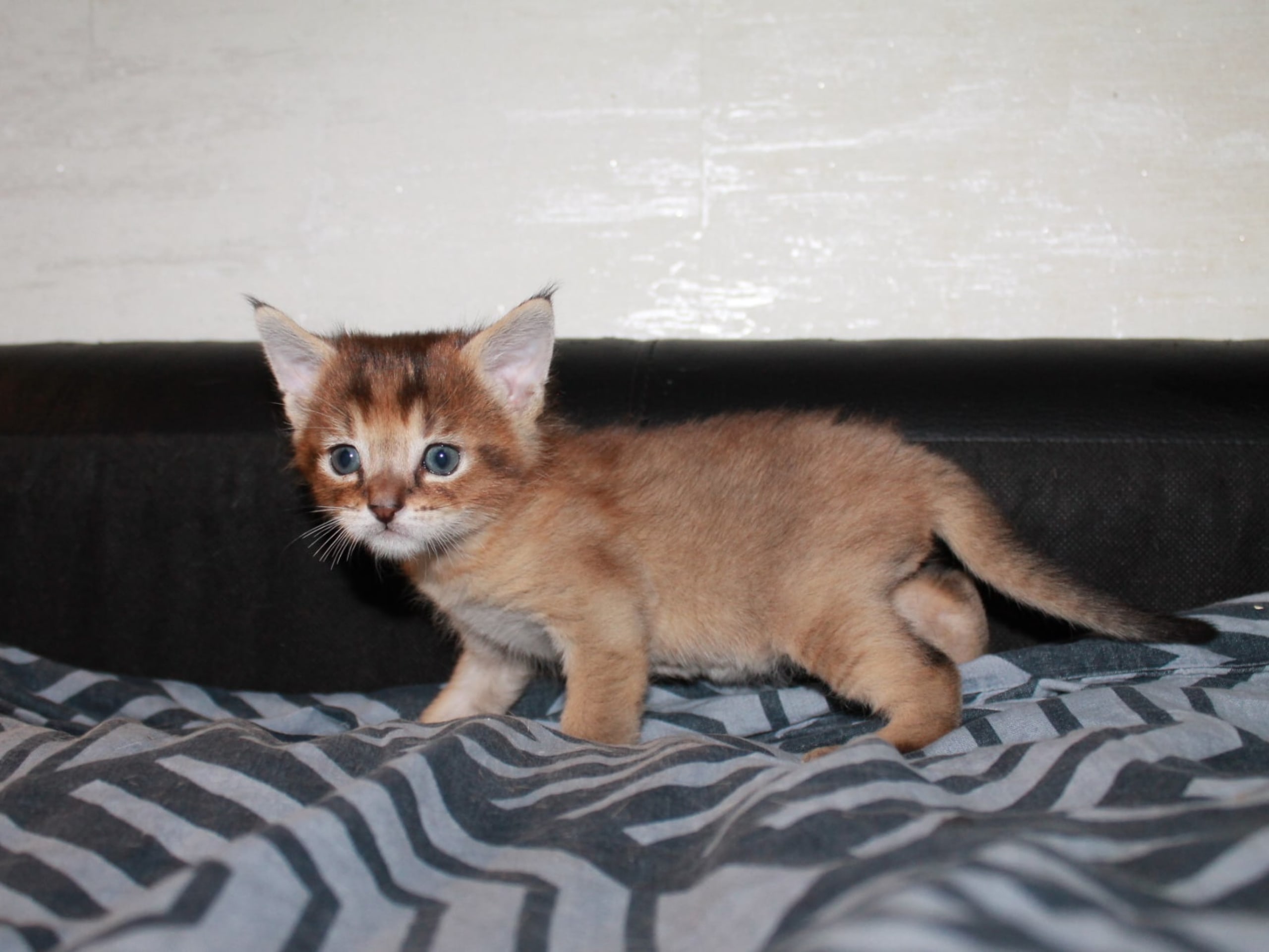 Exotic Shorthair · 2026-02-09 · Hässelby · Divine Dragon