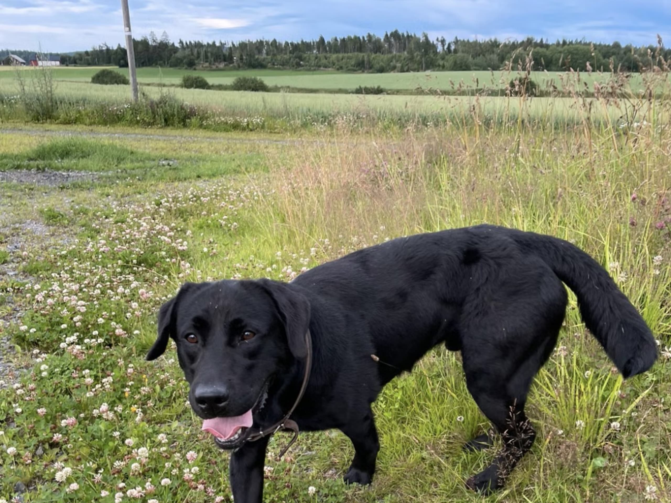 Labrador retriever