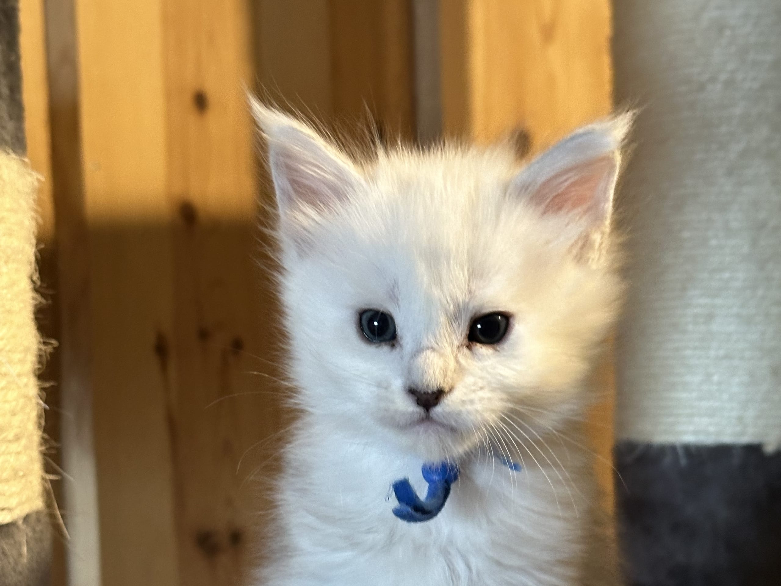 Maine Coon · Kristiansand · NO* HavPerlen’s