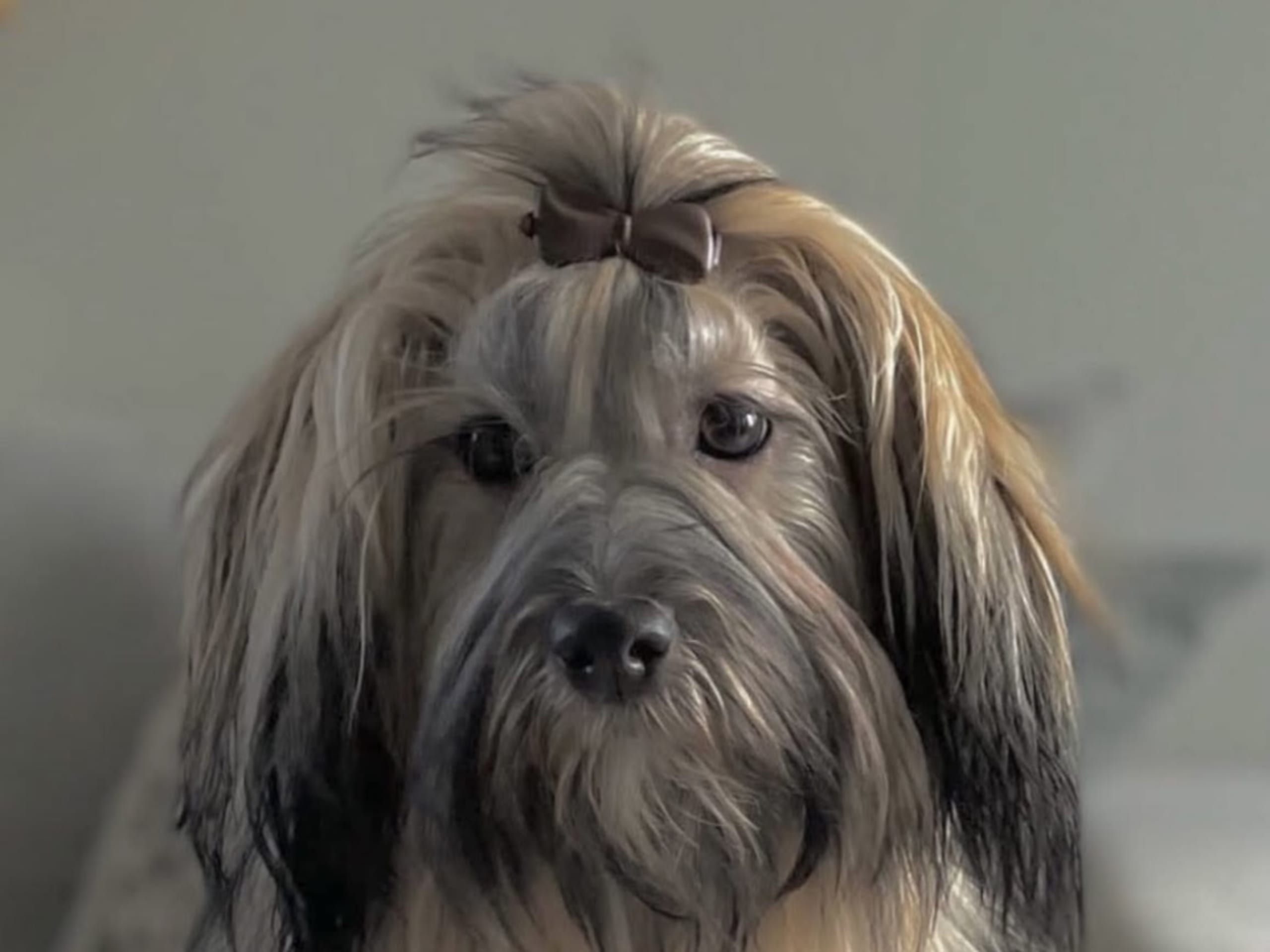 Bichon havanais · 2026-03-11 · Fjärås · Kläppas