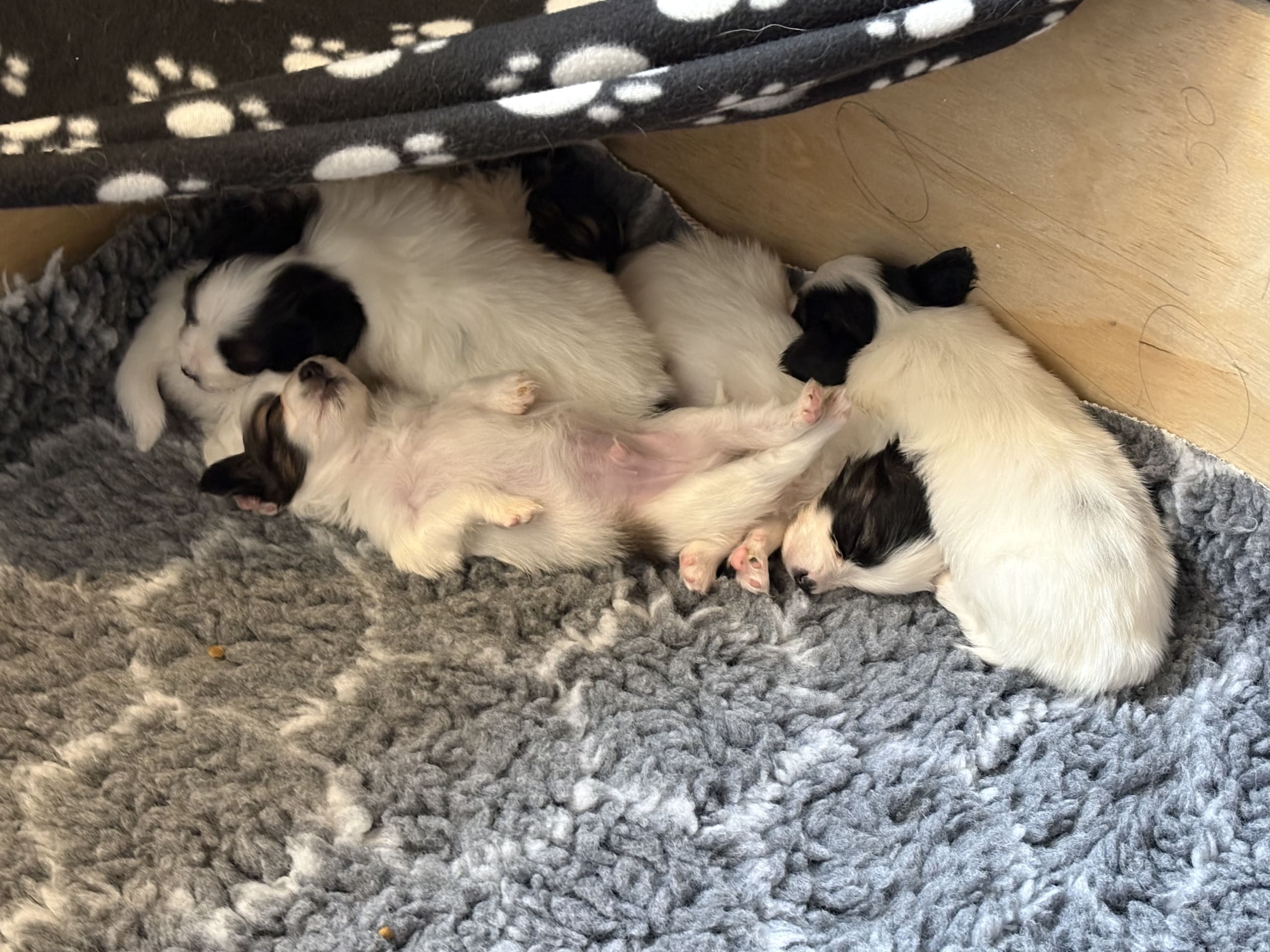 Papillon · 2026-02-19 · Ytterby · Eva L.