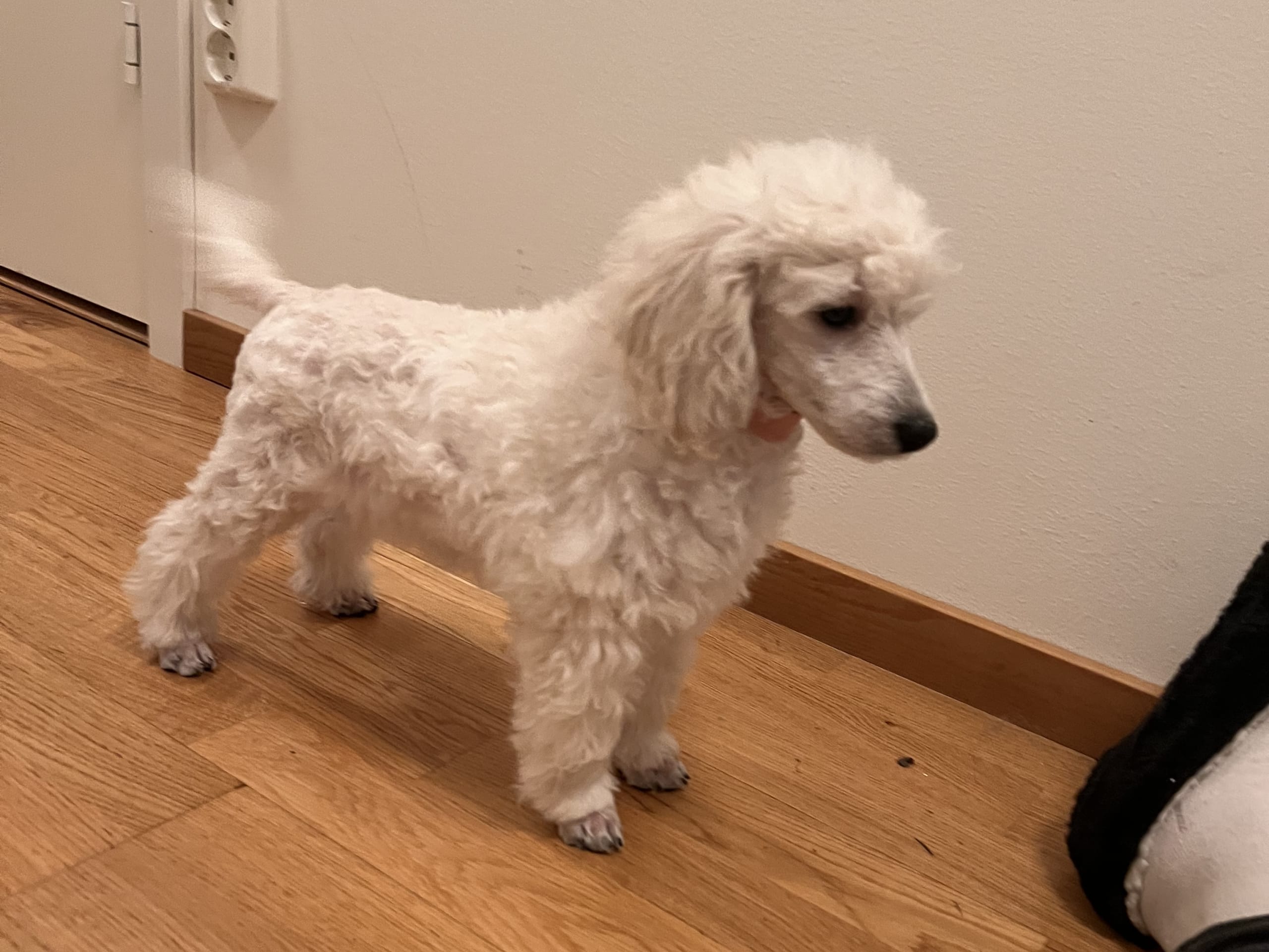 Dvärg pudel · 2025-10-19 · Tyresö · Anuradha's