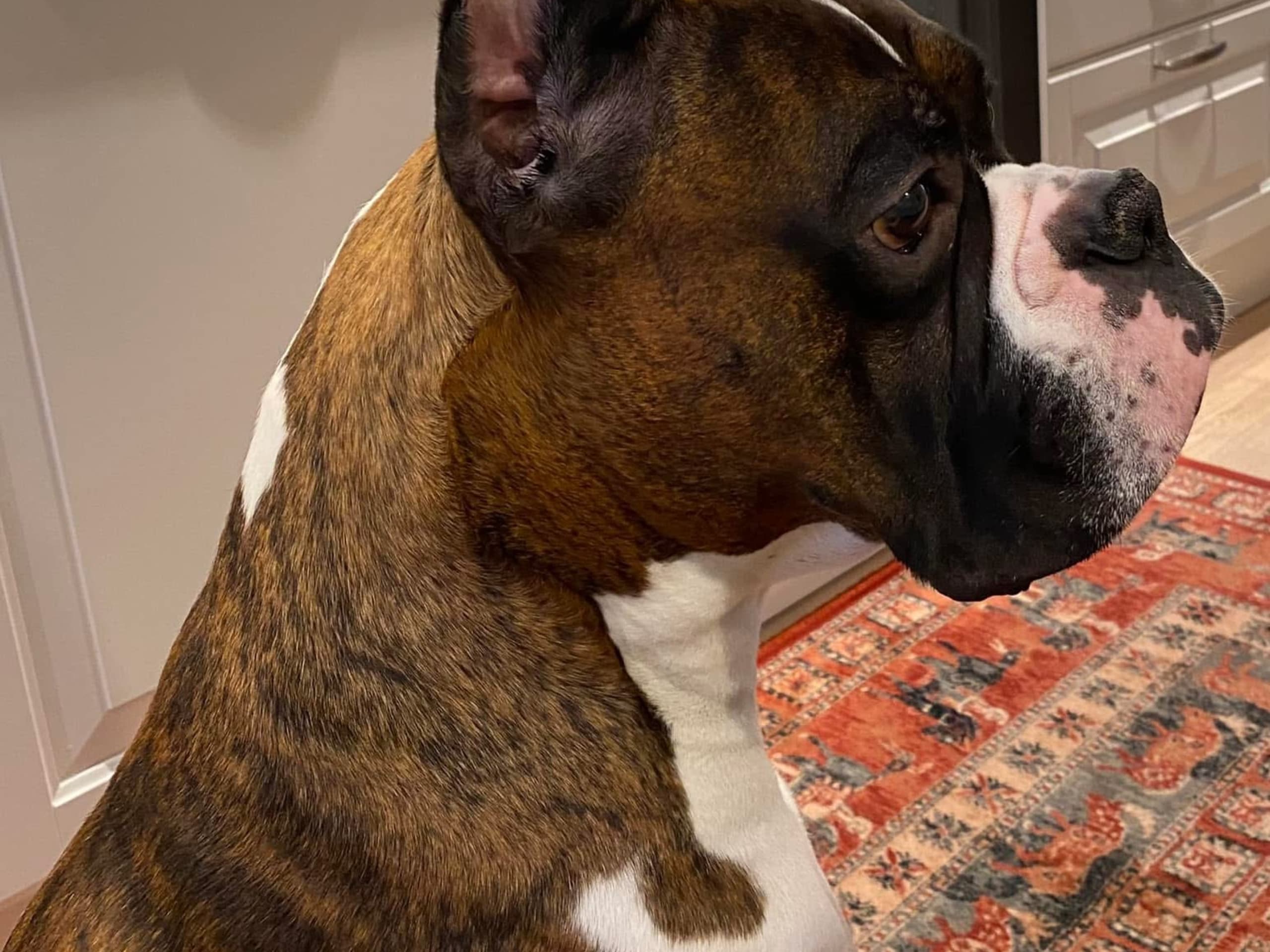 Boxer