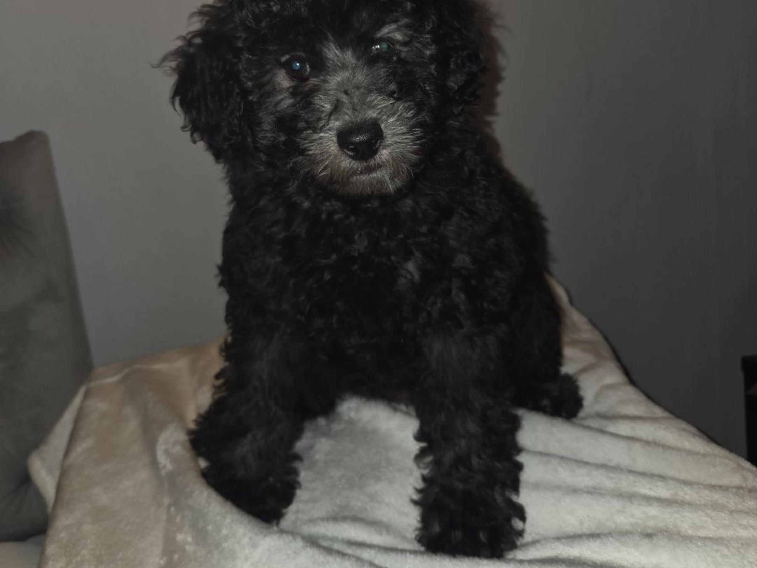 Pudel blandras · 2026-01-25 · Sköldinge · Pomapoo