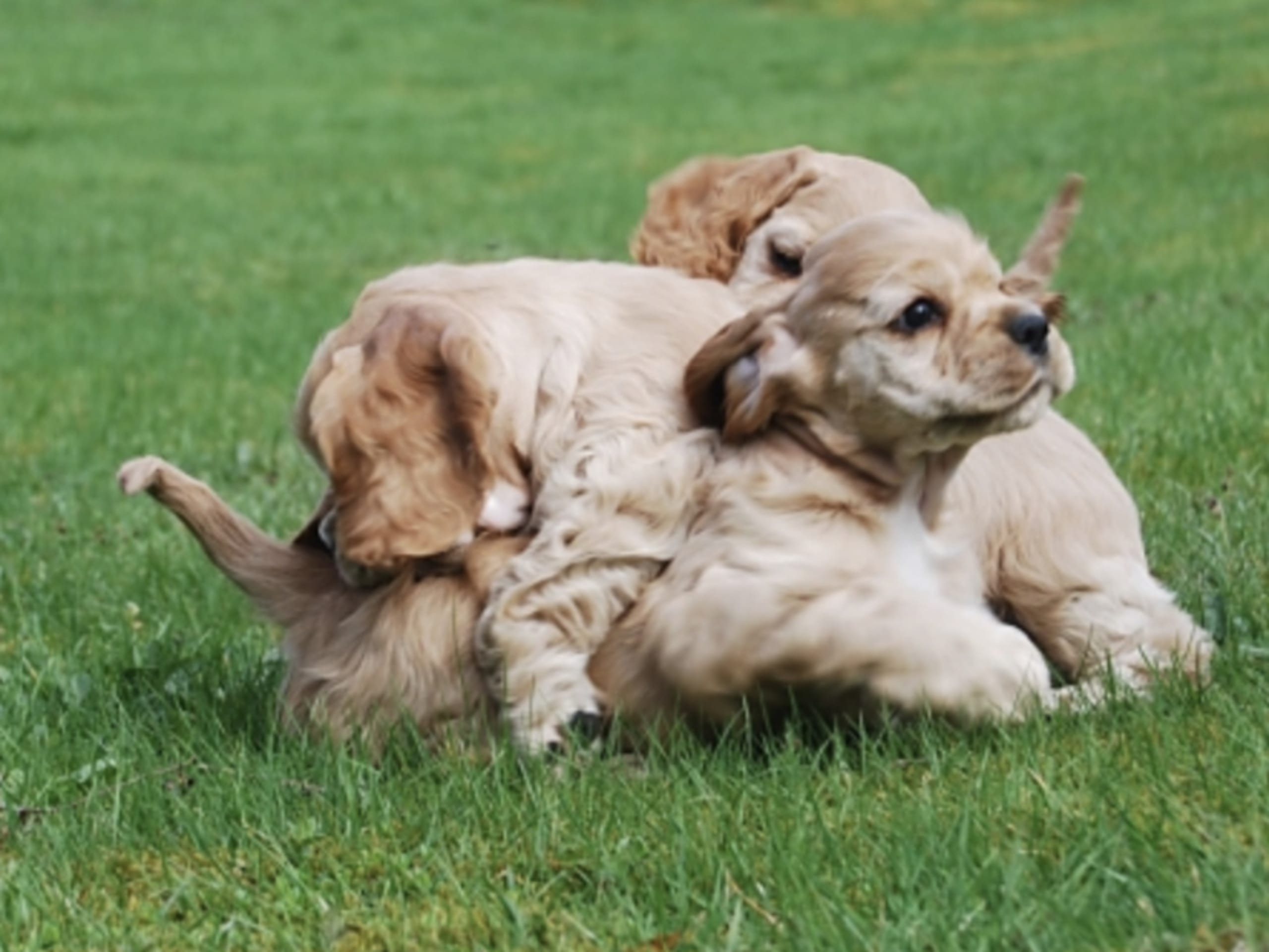 Amerikansk cocker spaniel