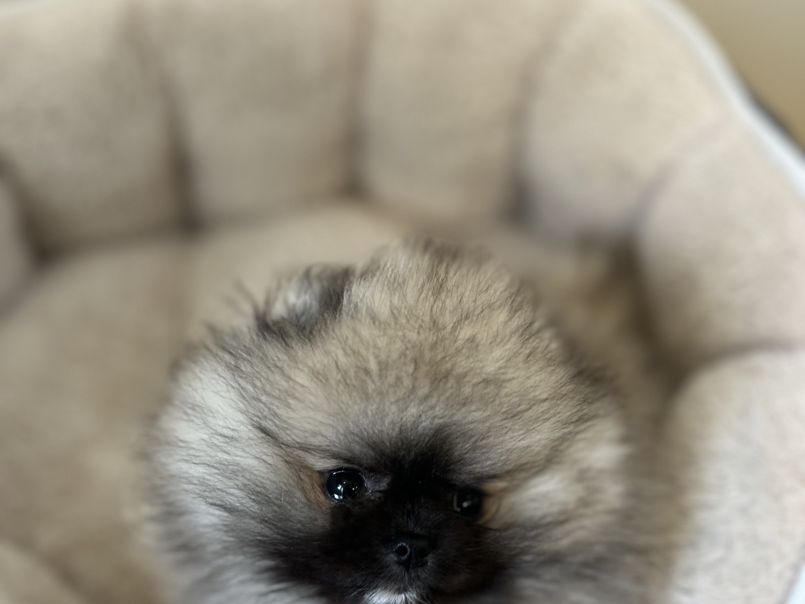 Pomeranian