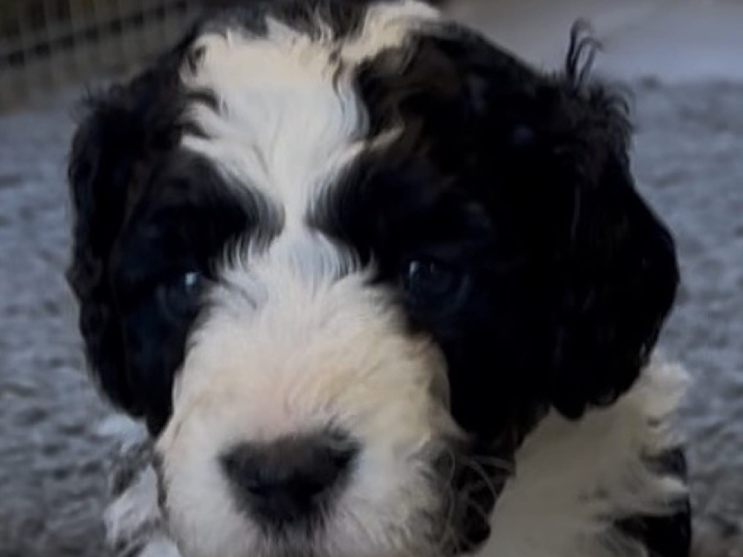 Spanish Water Dog (Perro de Agua Espanol)