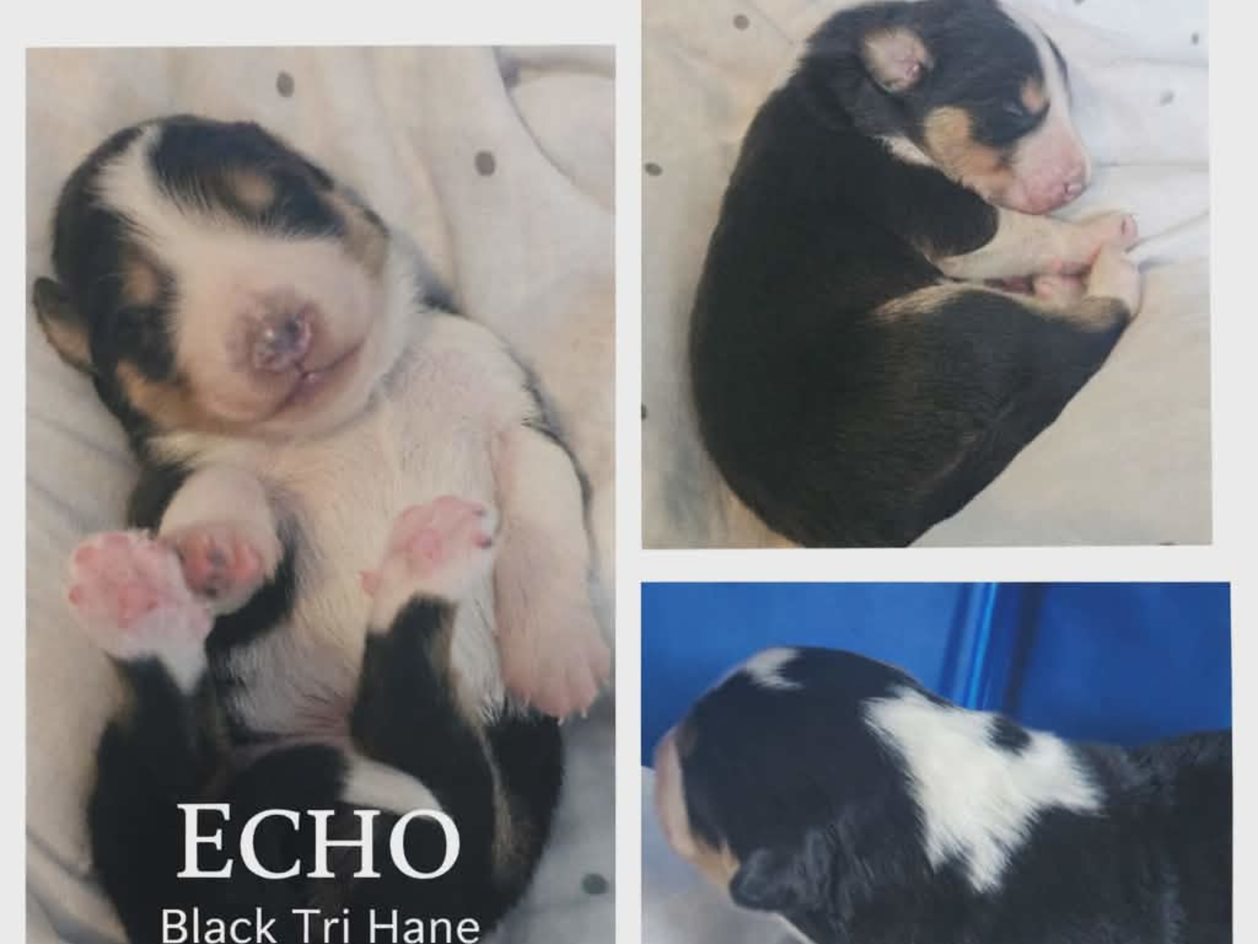 EEVD/ Australian Shepherd · Västra Frölunda · Isabells S.