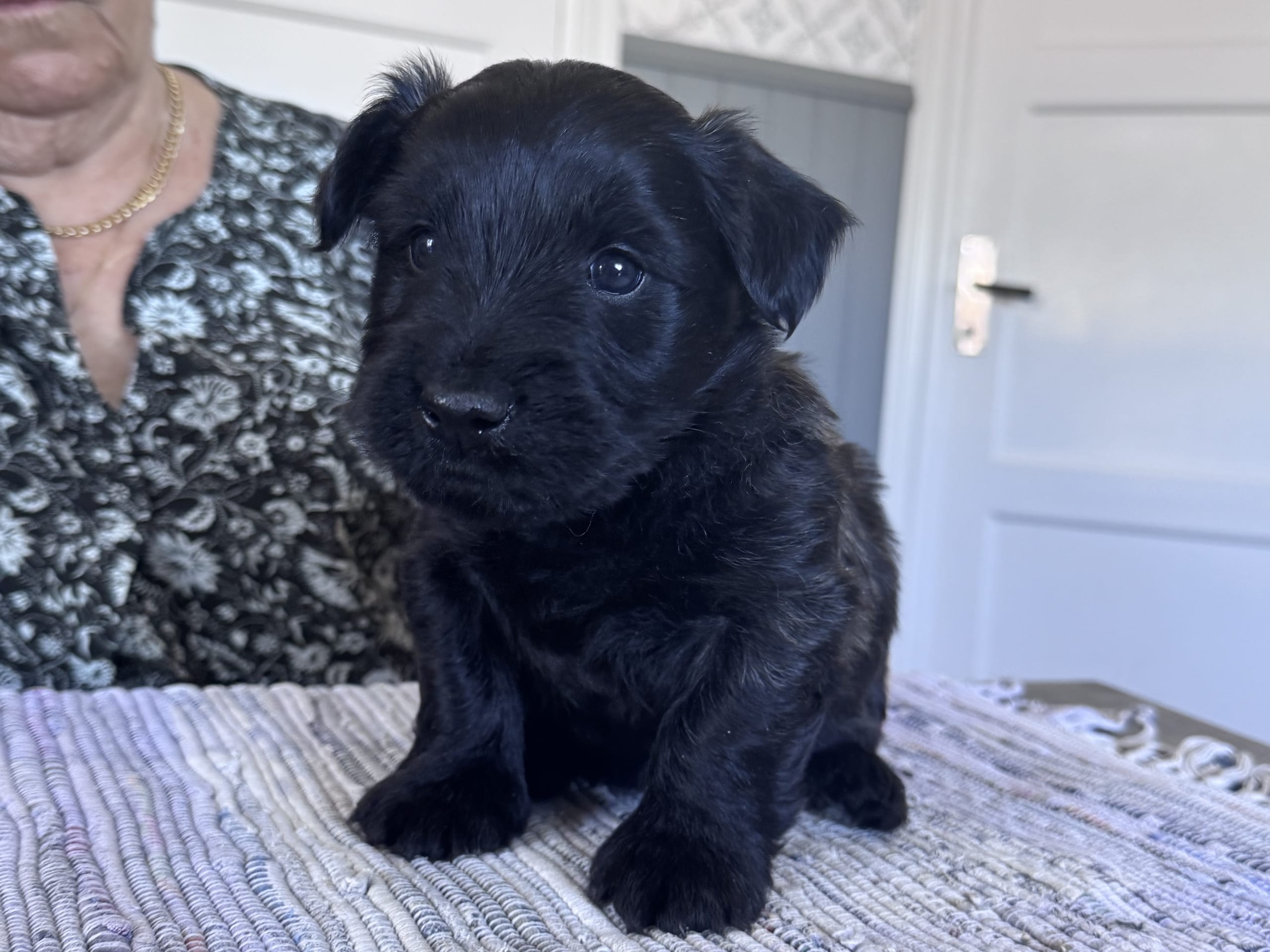 Skye Terrier · 2026-01-16 · Knivsta · Kennel Fairsky’s