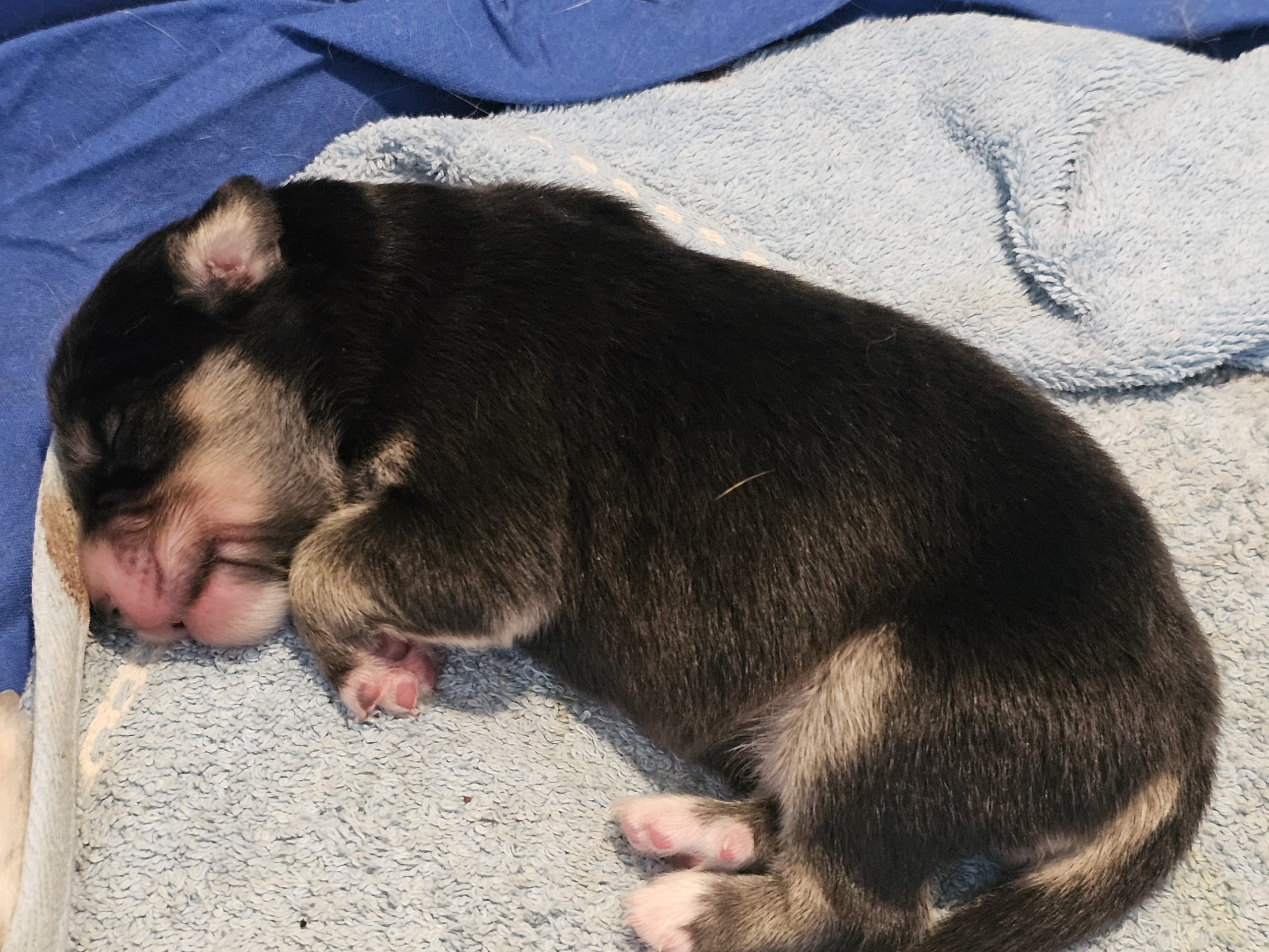 EEVD/ Australian Shepherd · Västra Frölunda · Isabells S.
