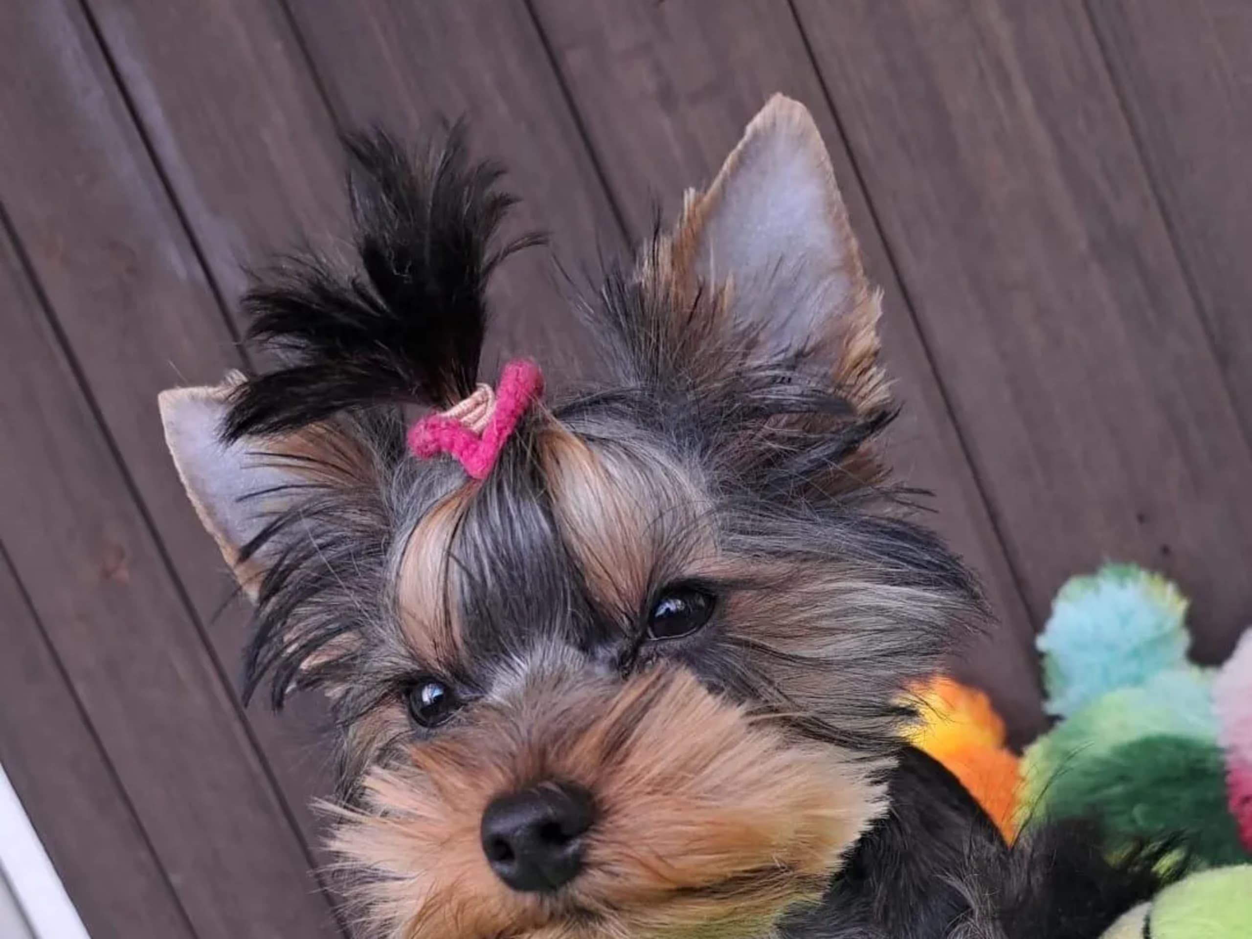 Yorkshire Terrier