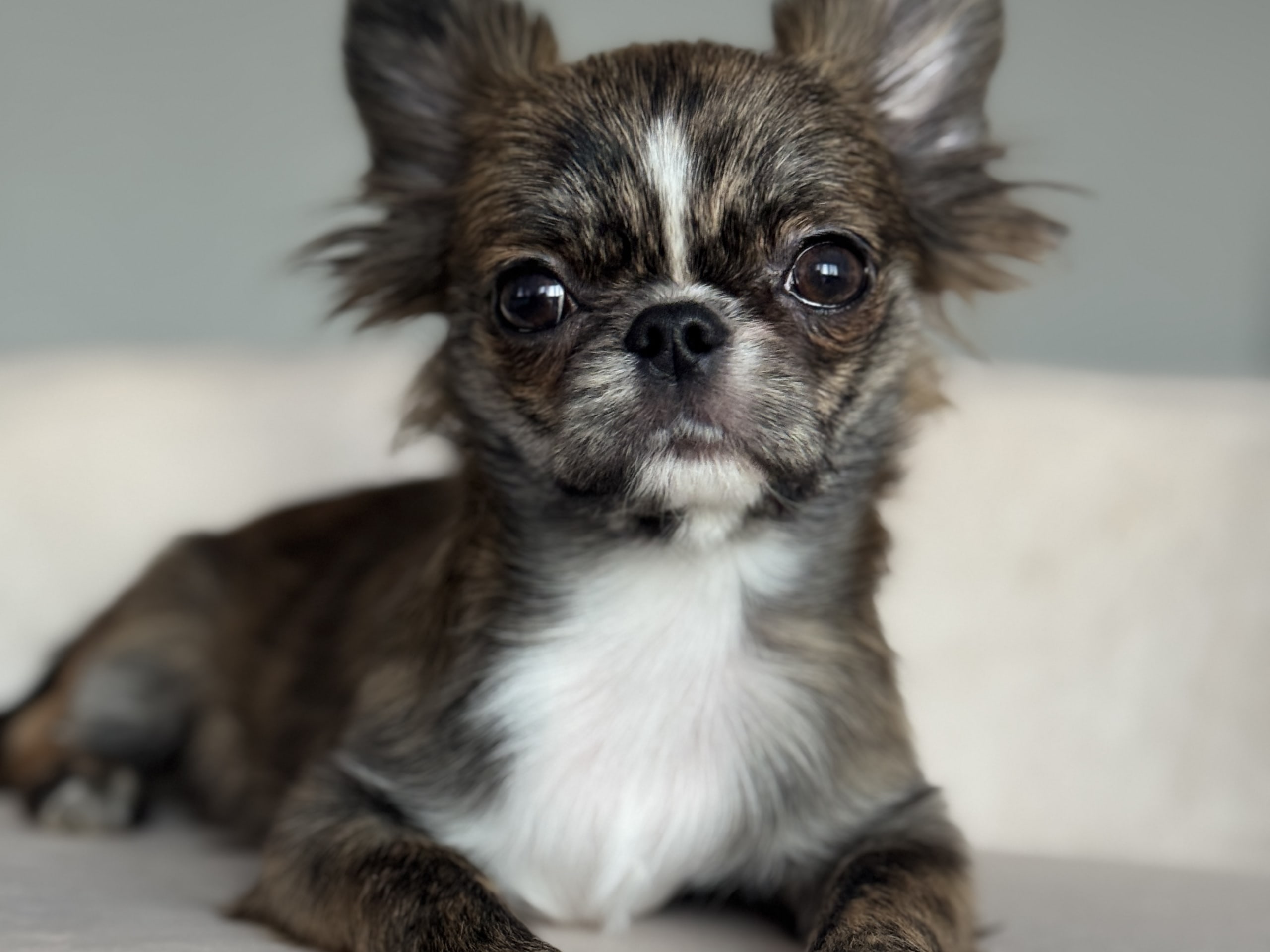 Chihuahua, långhårig · 2025-10-16 · Tyresö · Sweettofie