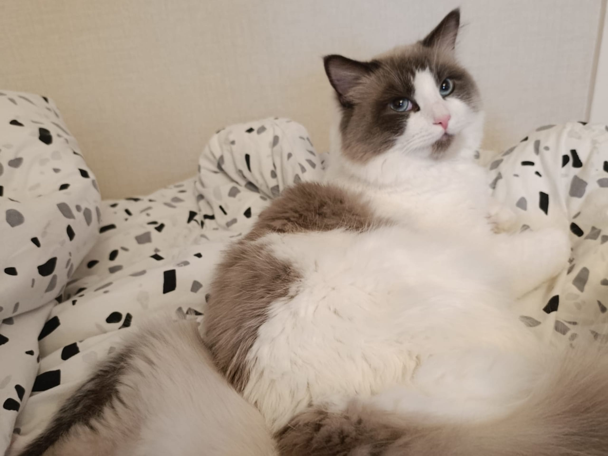 Ragdoll · 2024-12-11 · Uppsala · Anna r.