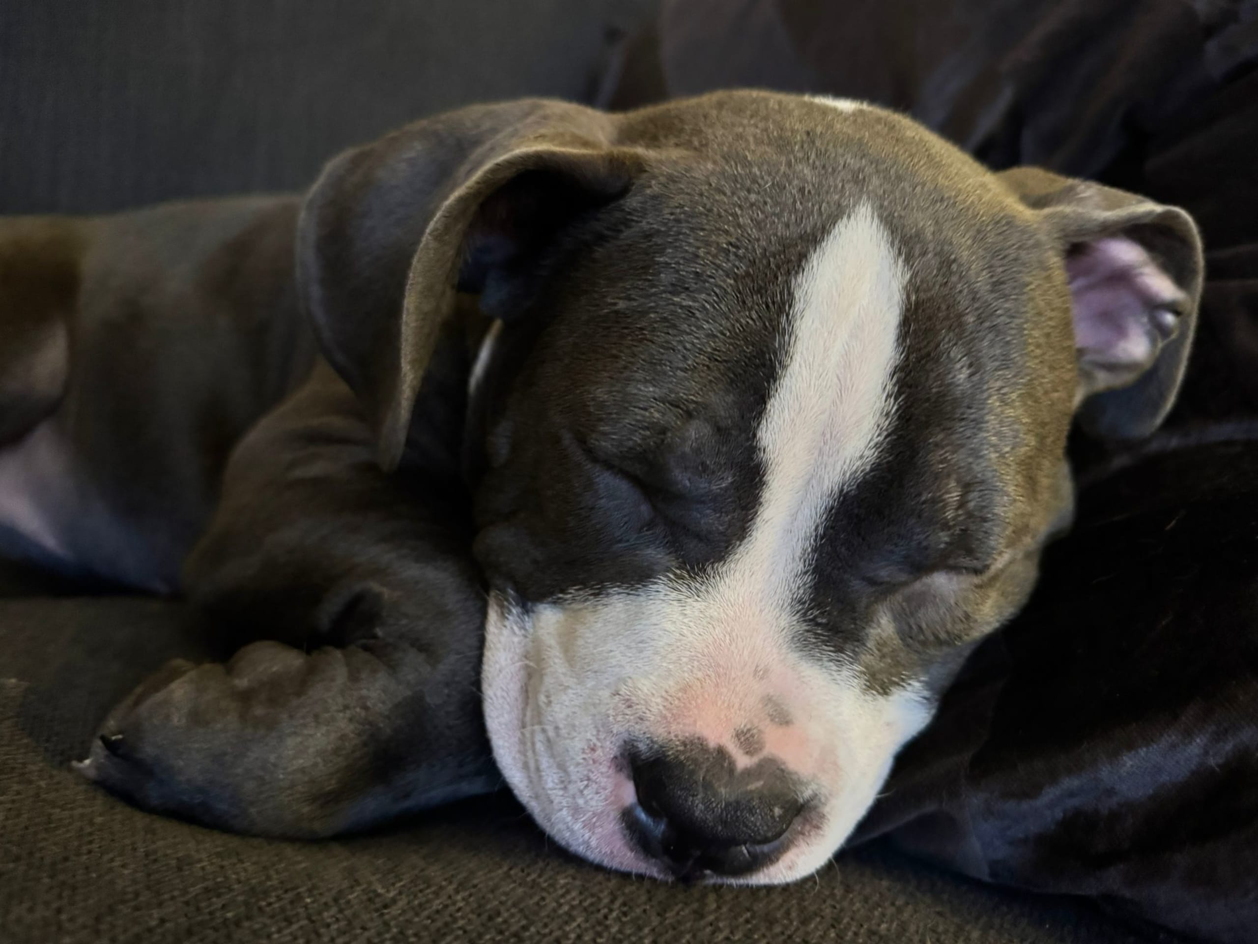 American Bully