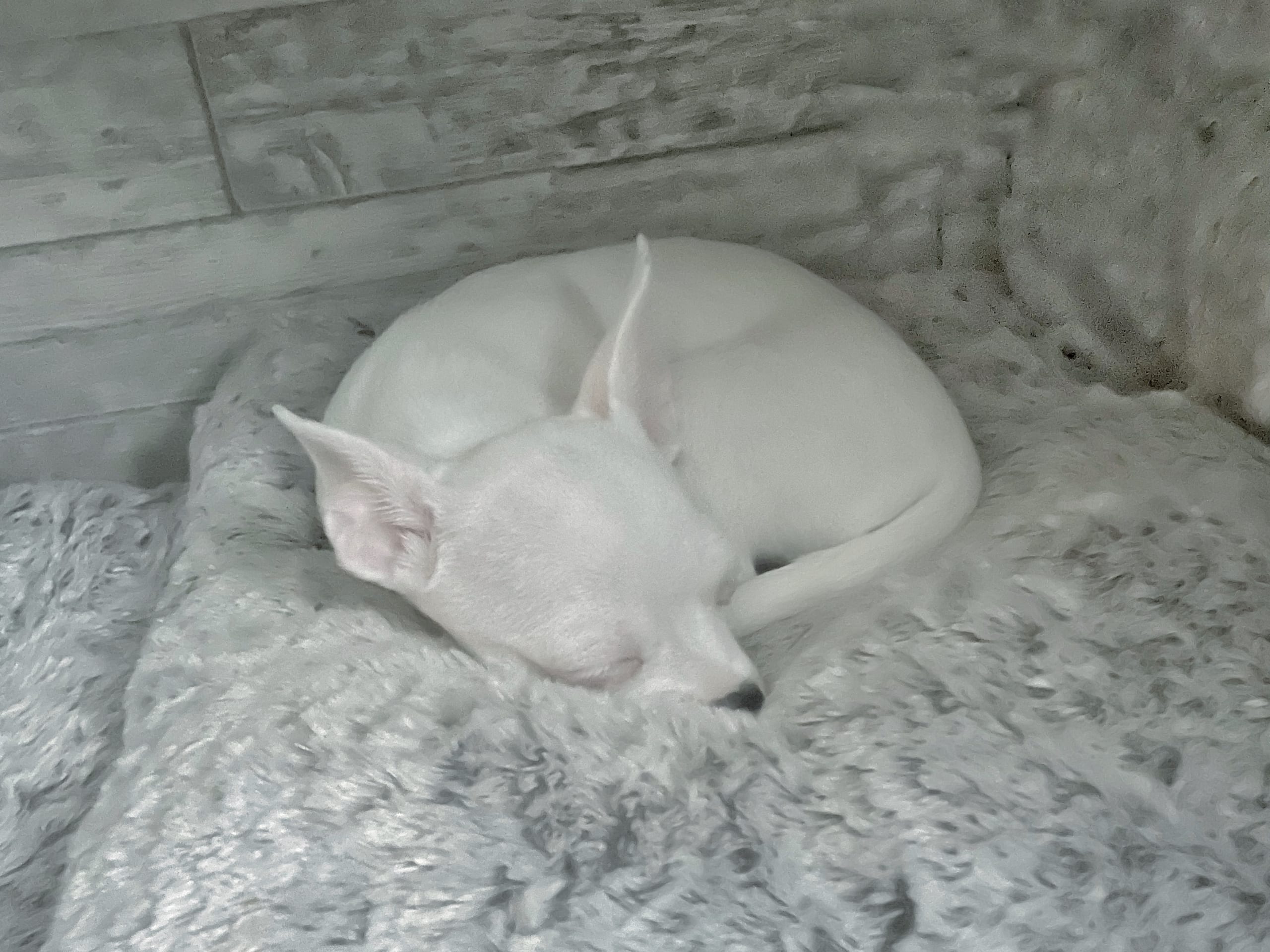 Chihuahua/Amrican bully · 2025-11-11 · Trosa · Anette S.