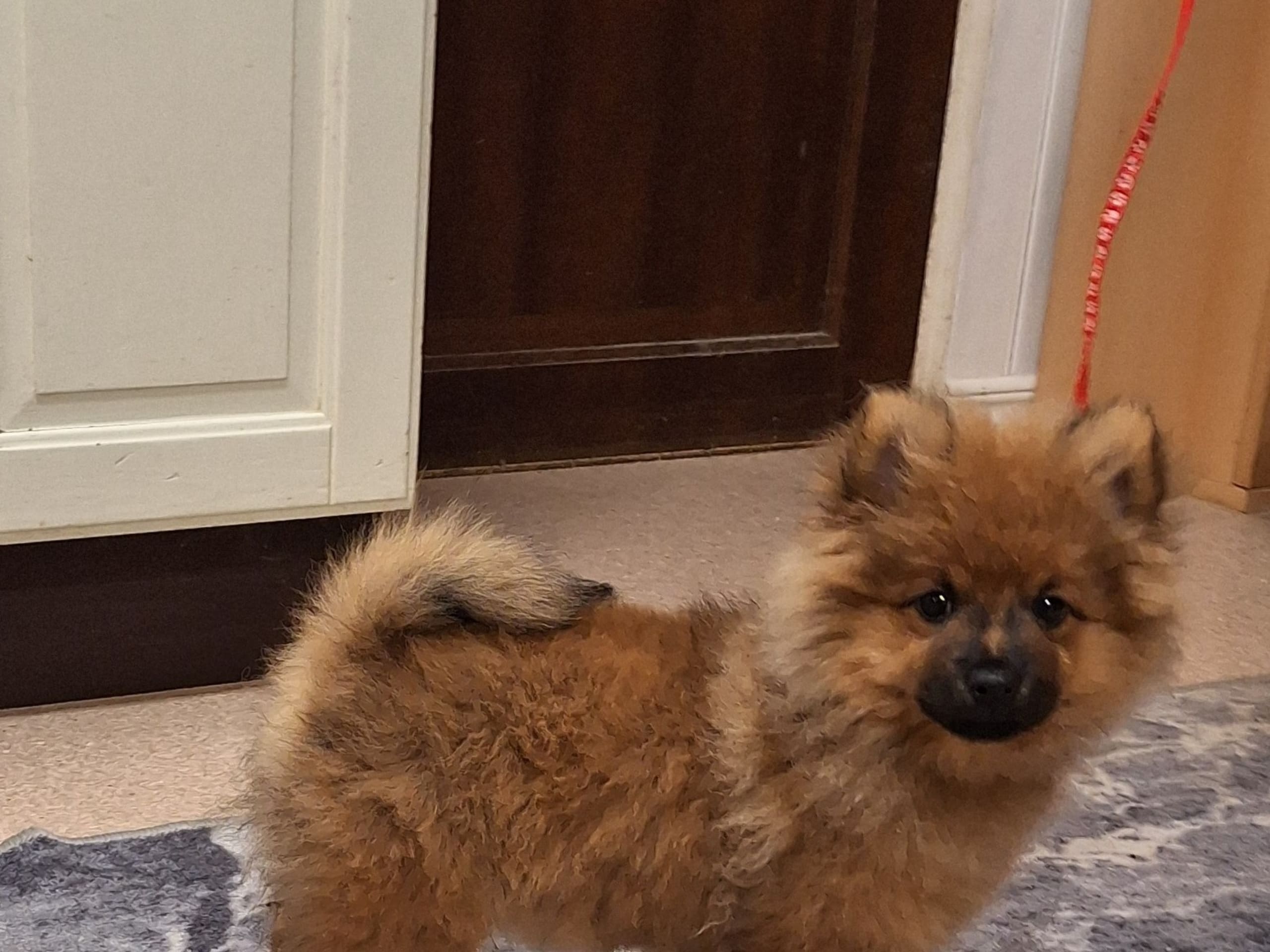 Tysk spets – mittelspitz