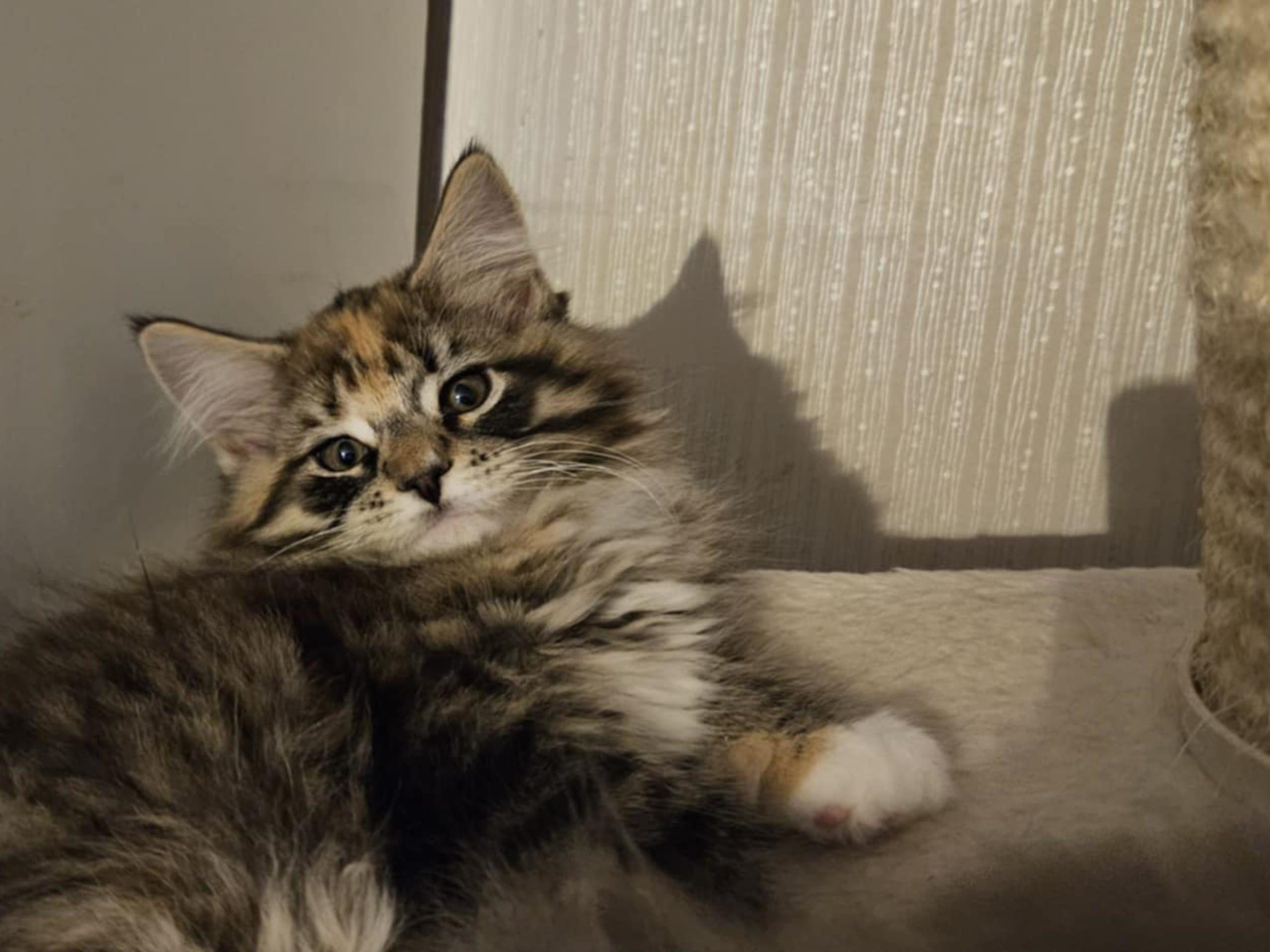 Maine Coon · 2025-11-28 · Uppsala · Biscaya BigPawz