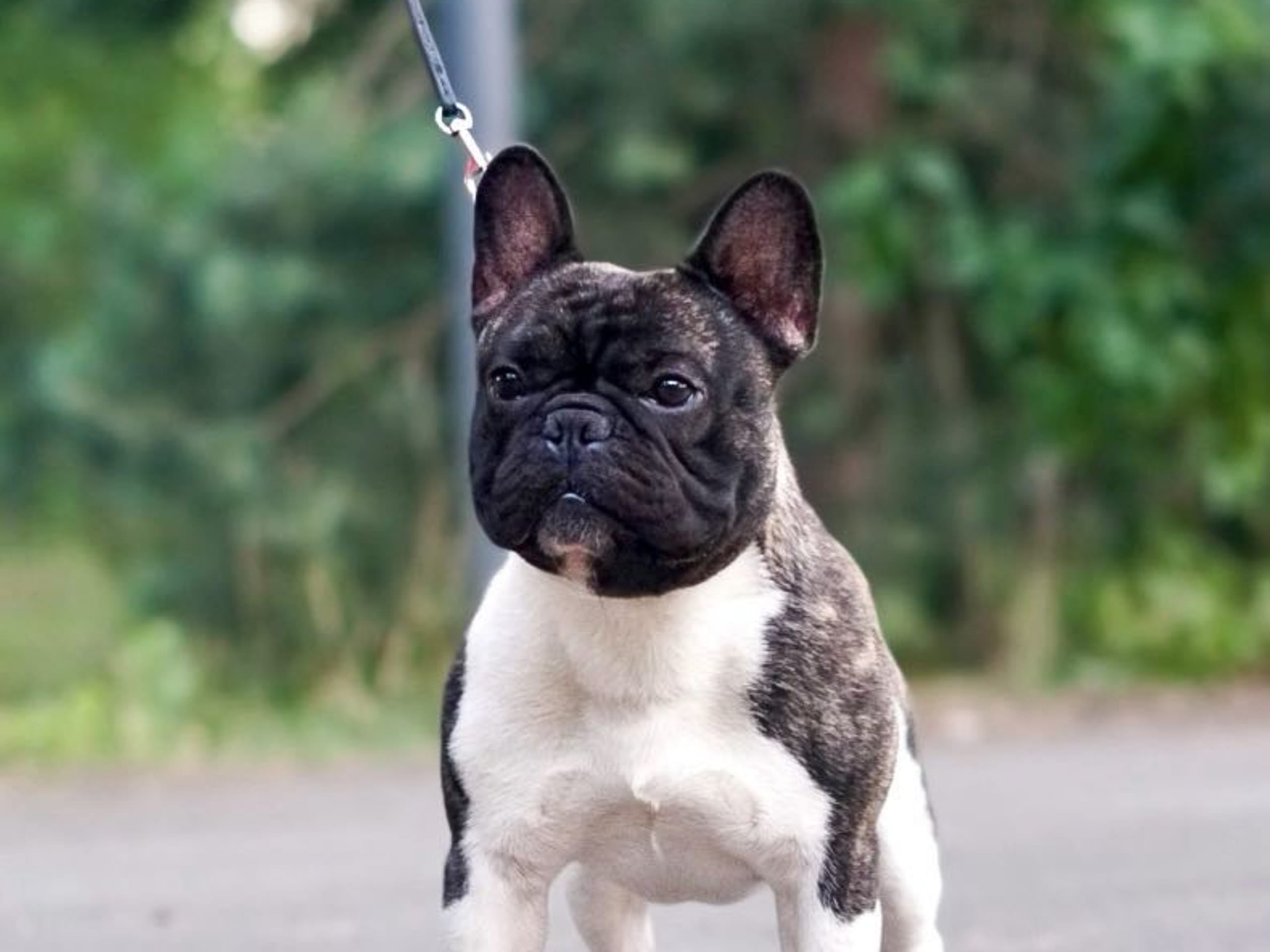 French Bulldog