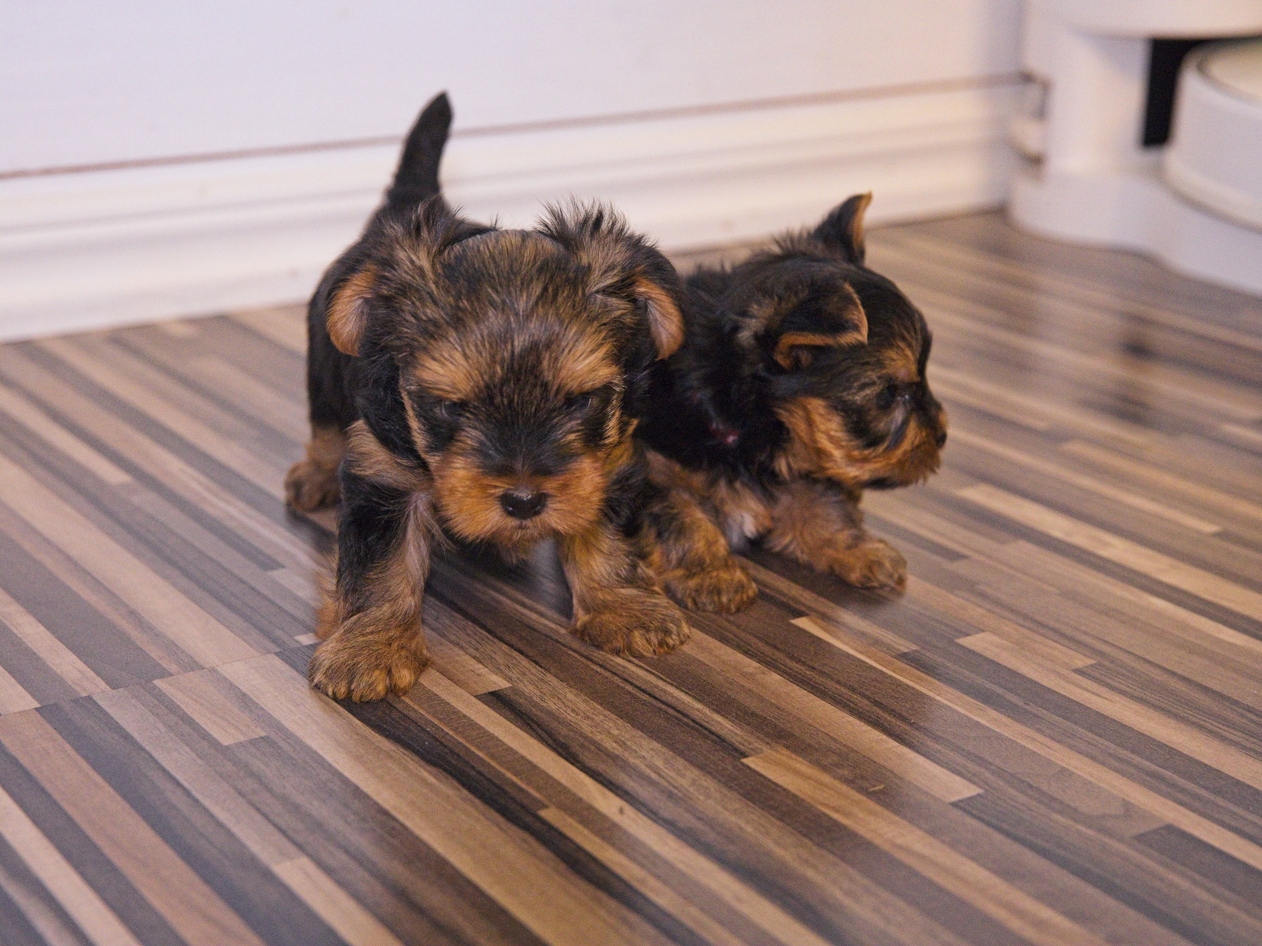 Yorkshireterrier · 2026-02-18 · Markaryd · Mount Yorkie