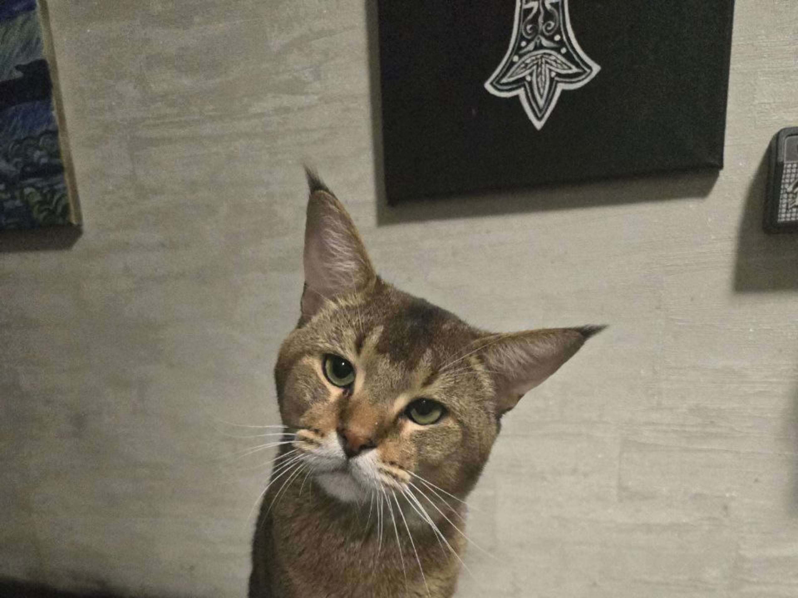 Exotic Shorthair · 2026-02-09 · Hässelby · Divine Dragon