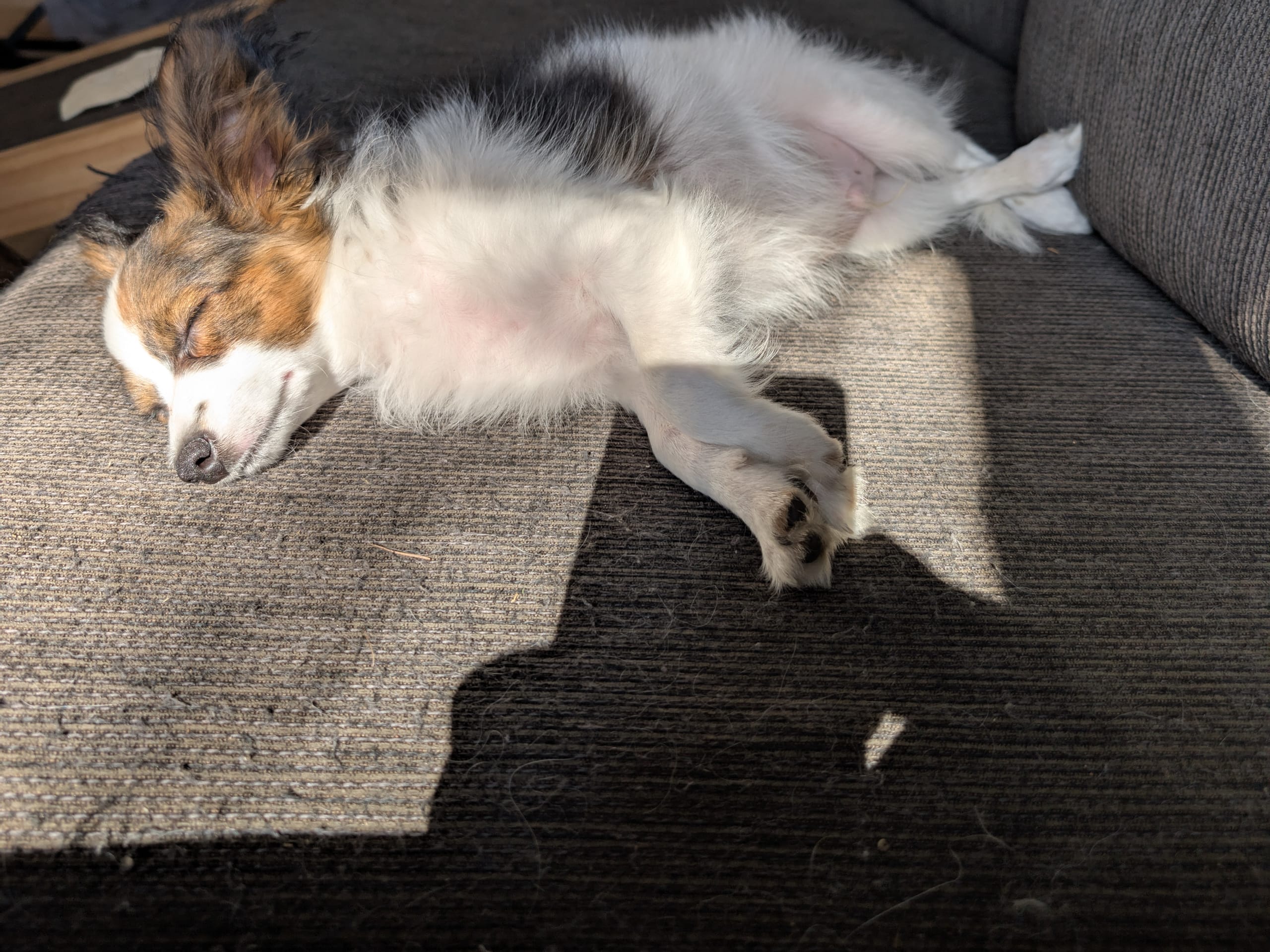 papillonmix · Hälleforsnäs · Lena A.