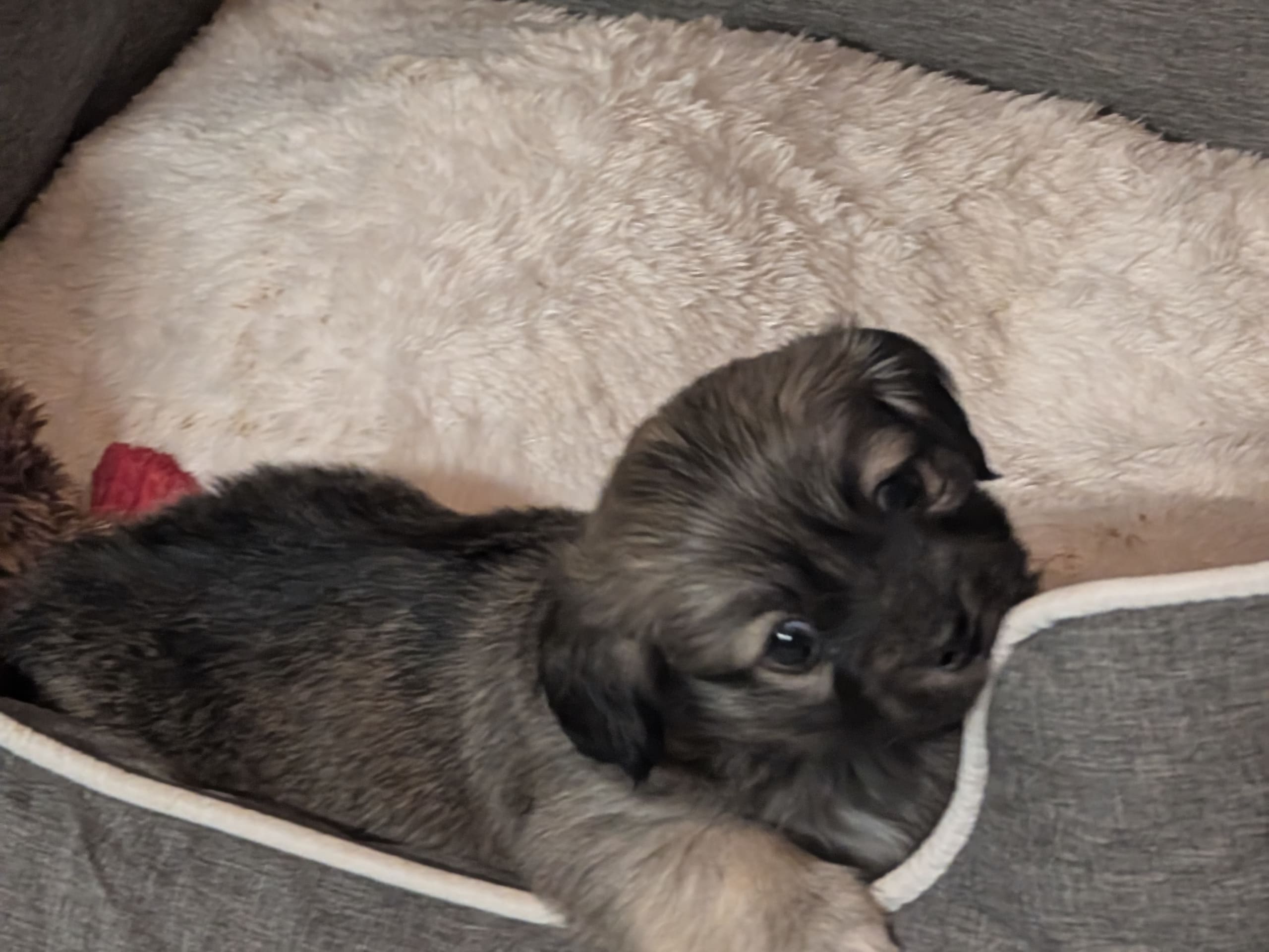 Bichon havanais · 2026-01-13 · Tjörnarp · Ispärlans kennel