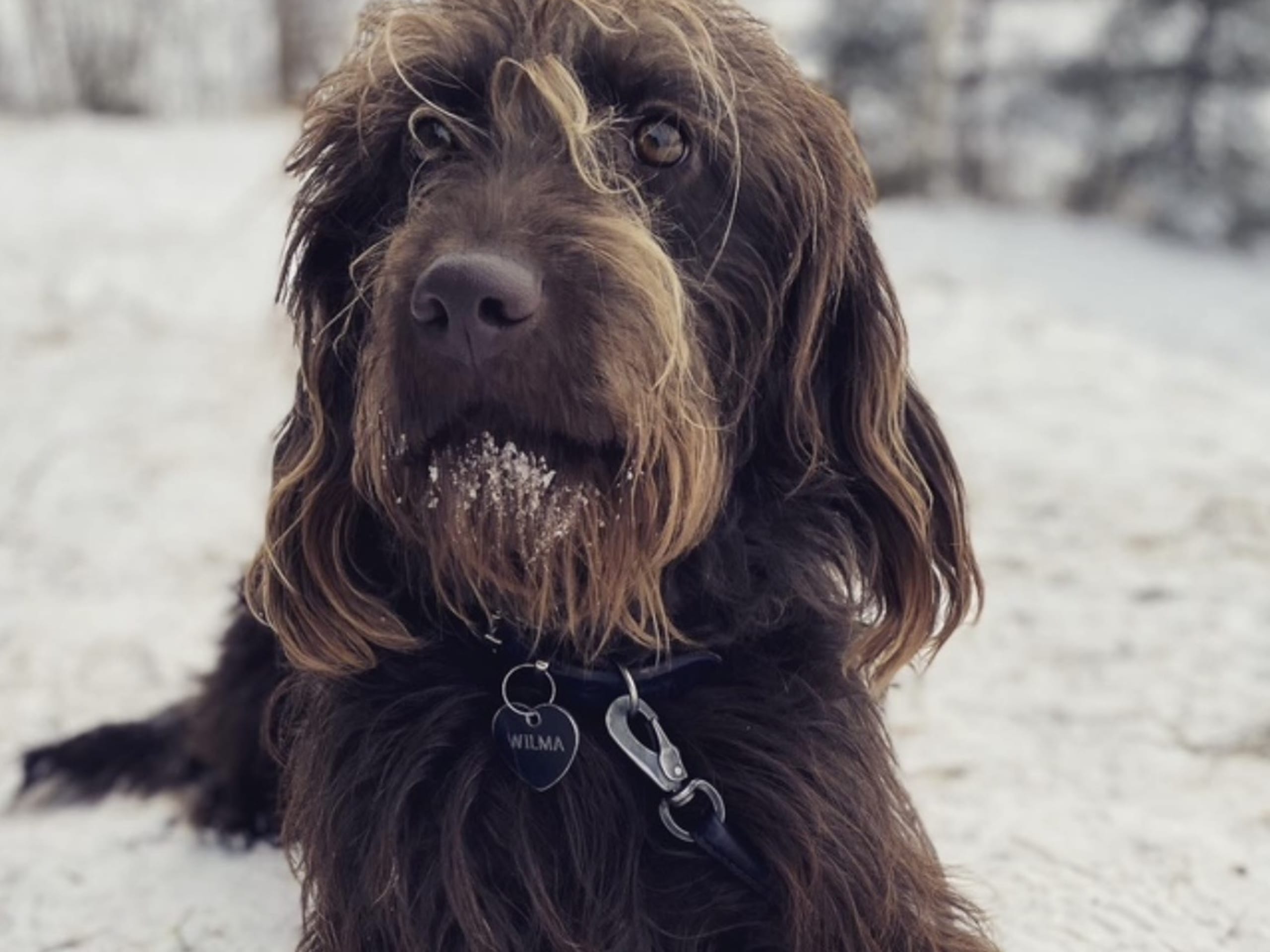 Labradoodle Goldendoodle · Kumla · Malin S.