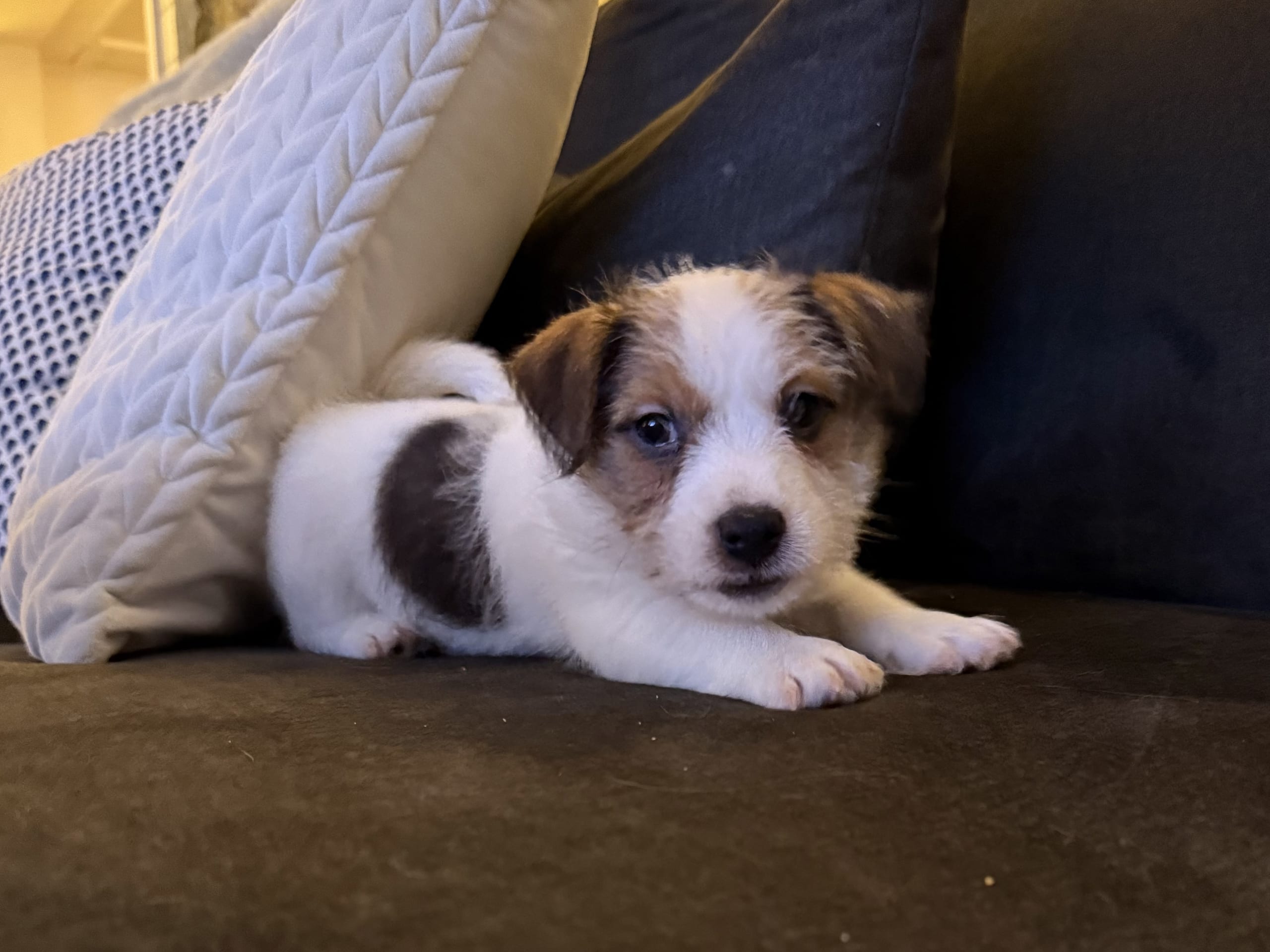 Jack Russell terrier · Värmdö · Ingela Janlert