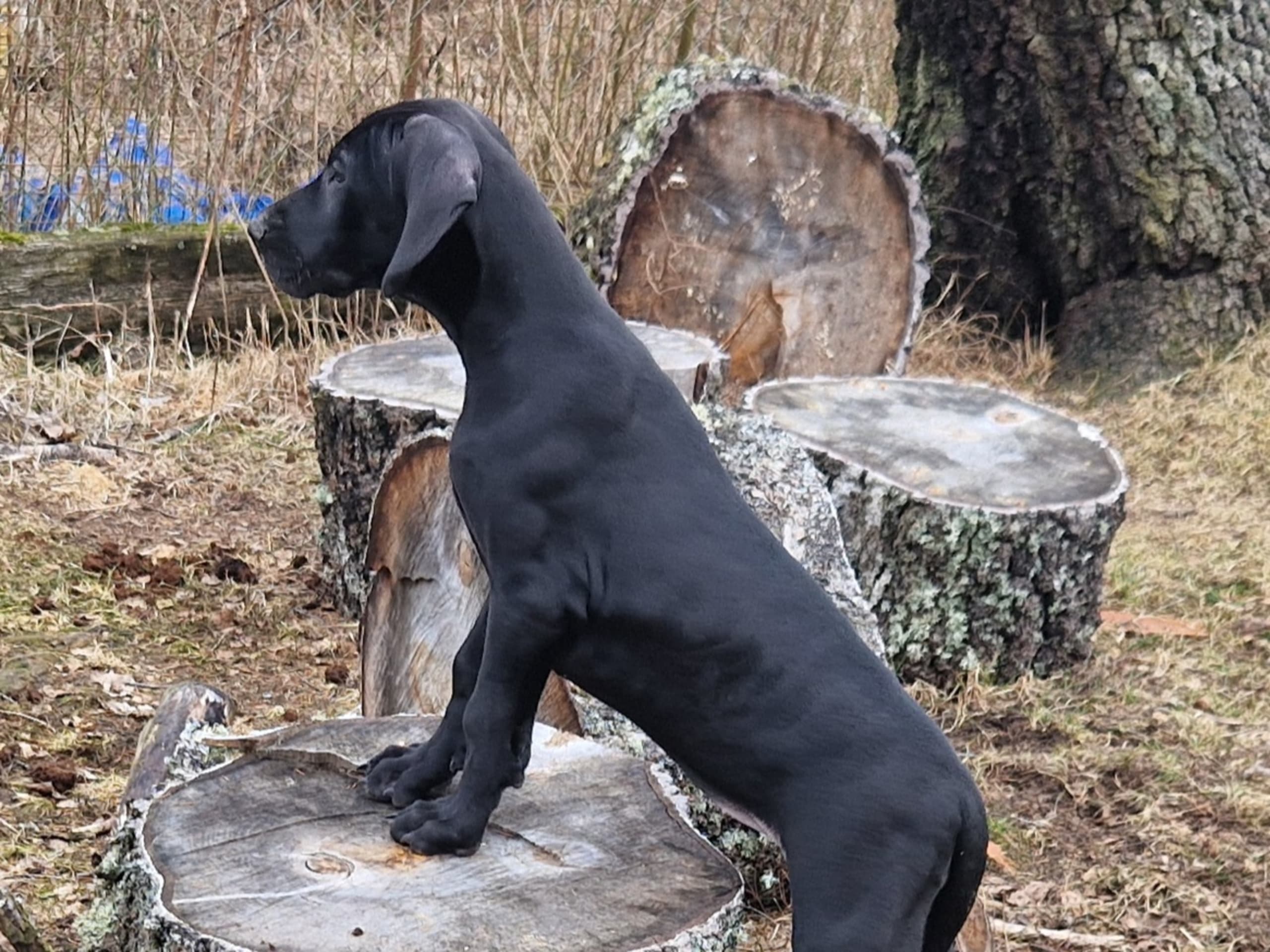 Great Dane (Grand danois)