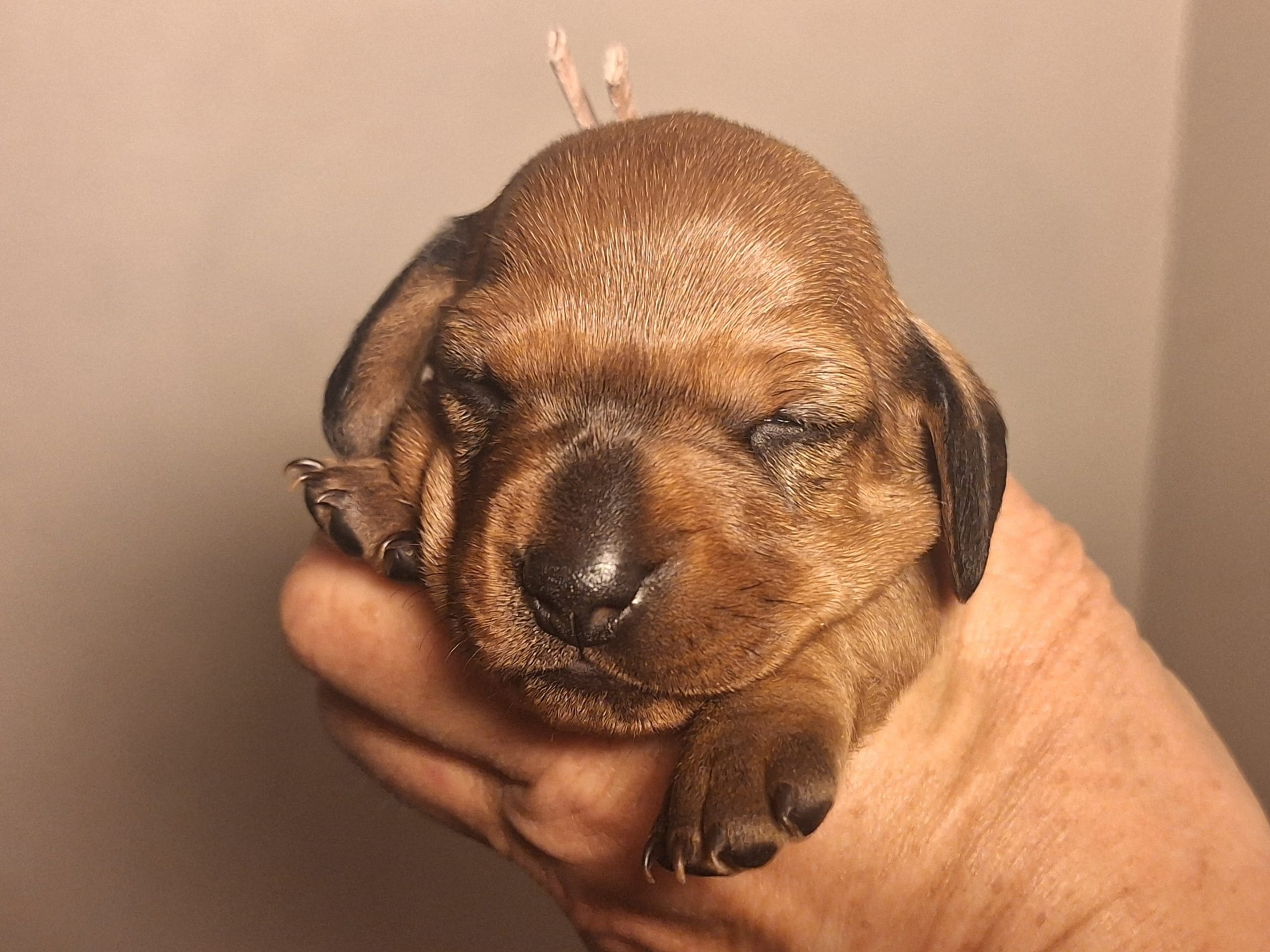 Tax · 2026-03-11 · Olofstorp · Your Choice Kennel