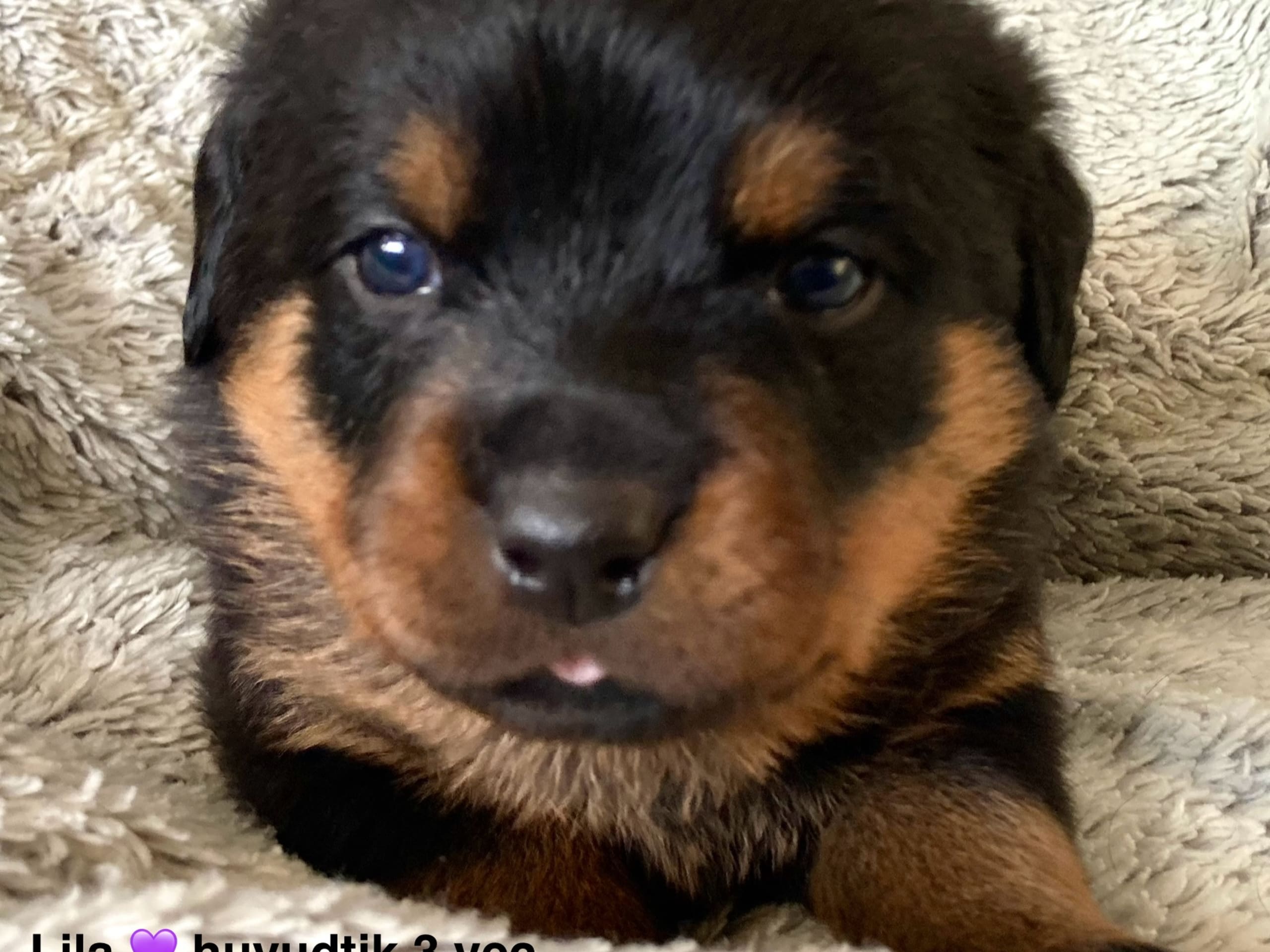 Rottweiler