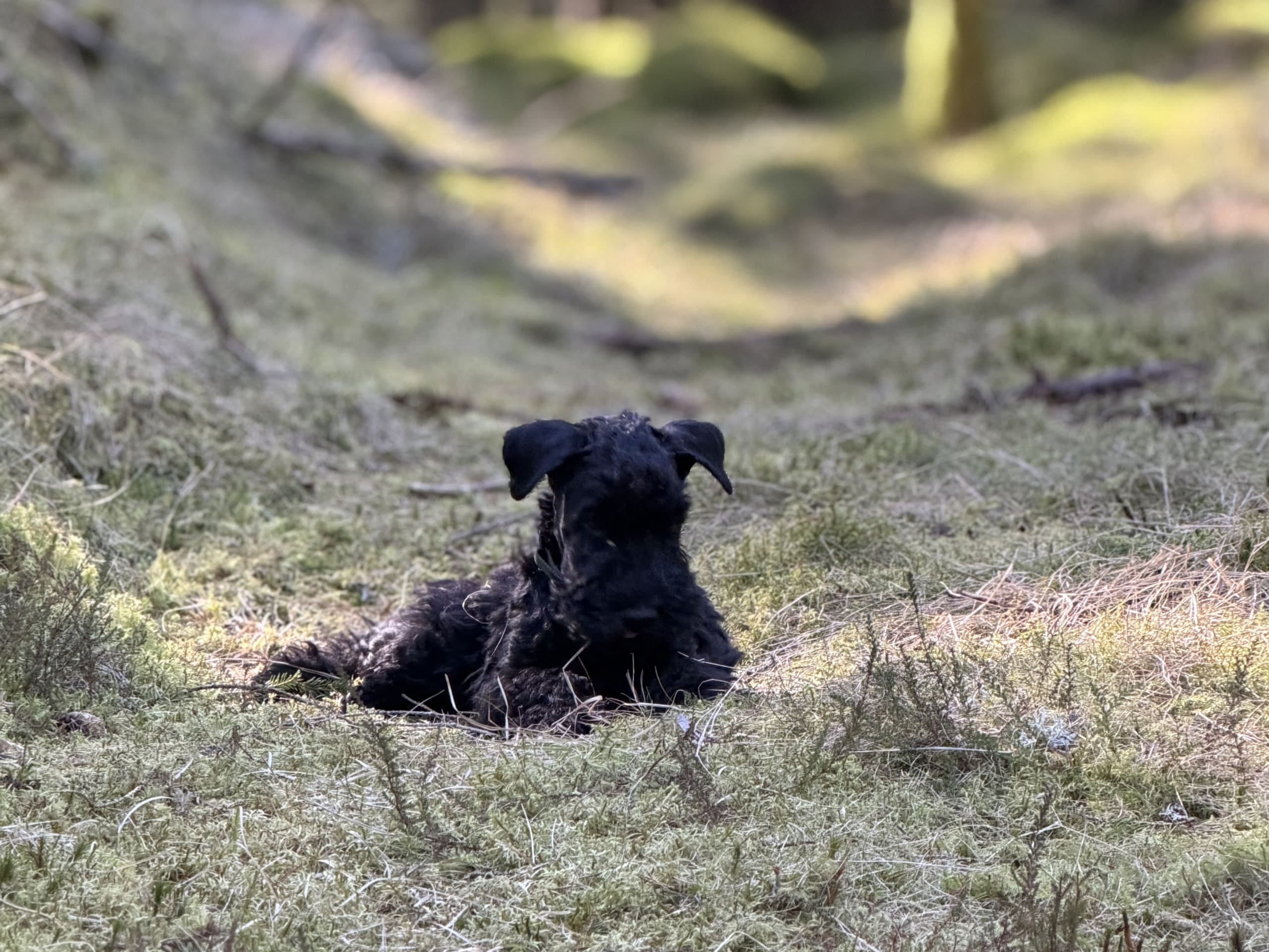 Kerry Blue Terrier · 2026-01-16 · Simlångsdalen · Occis