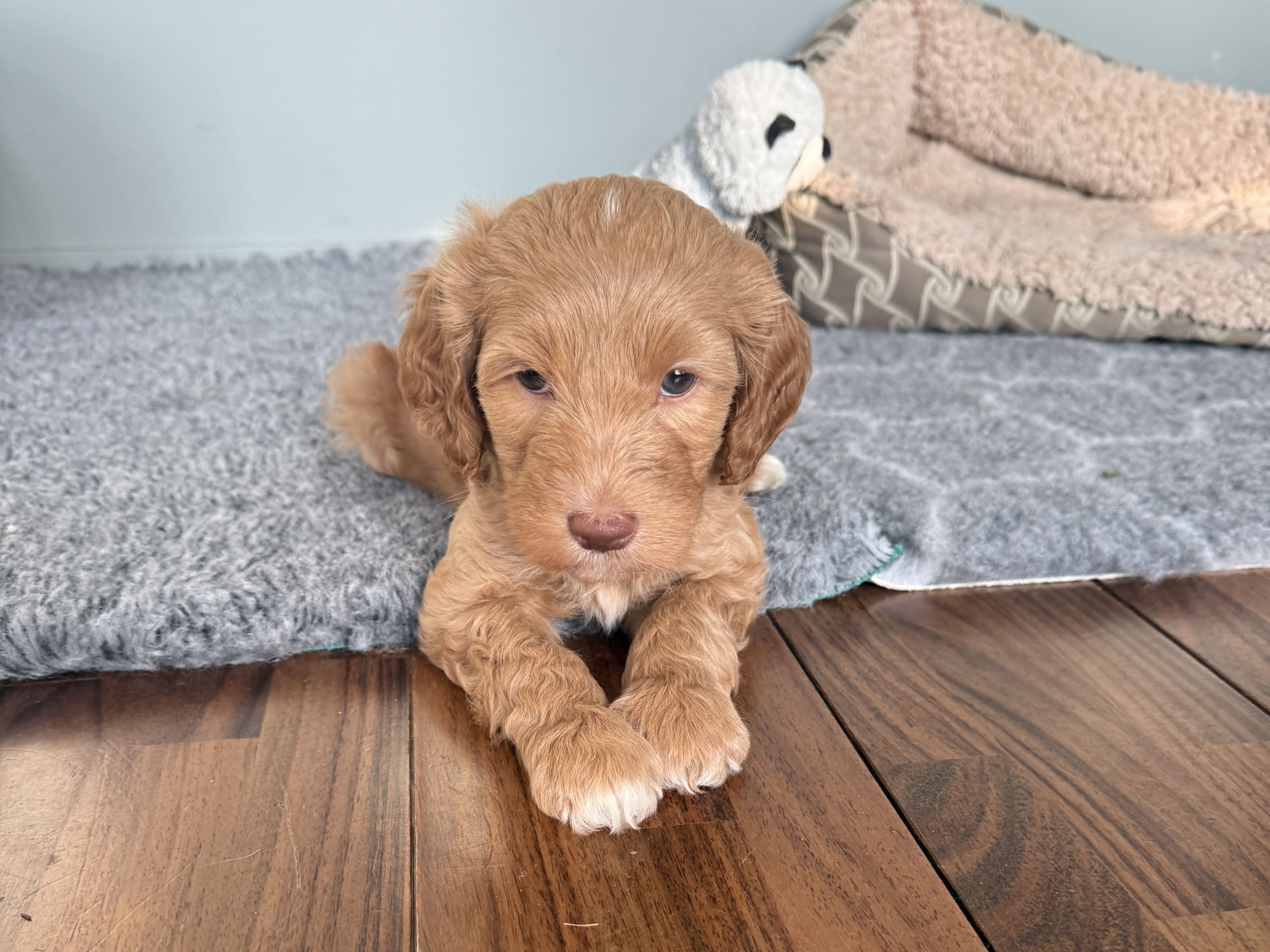 Labradoodle · Olofstorp · 101 Labradoodles