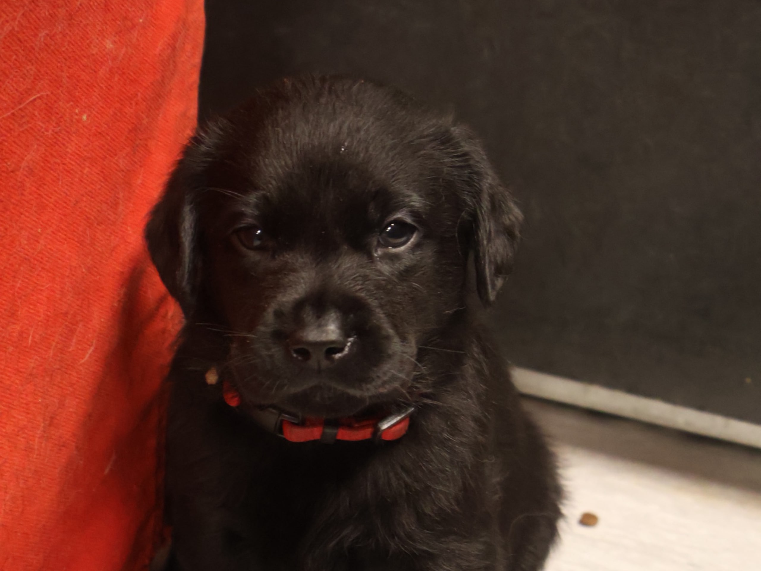 Labrador Retriever · Tjällmo · Ekbergarn’s  kennel
