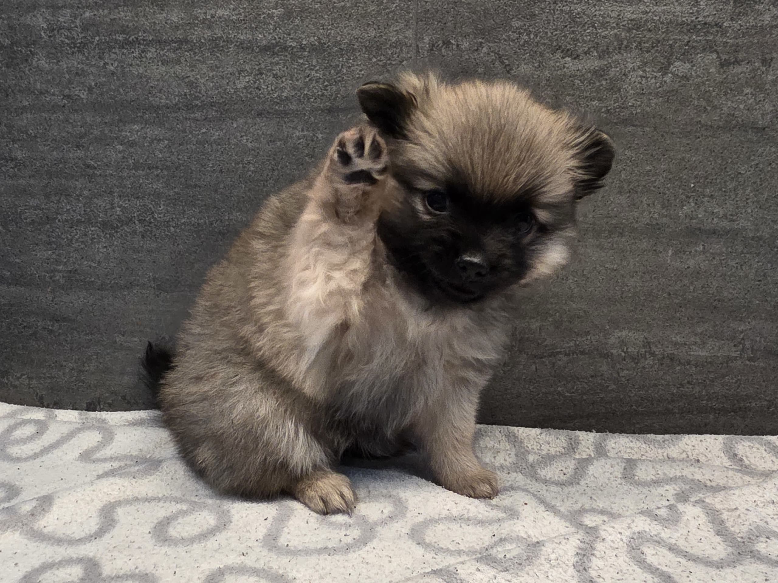 Tysk spets – mittelspitz