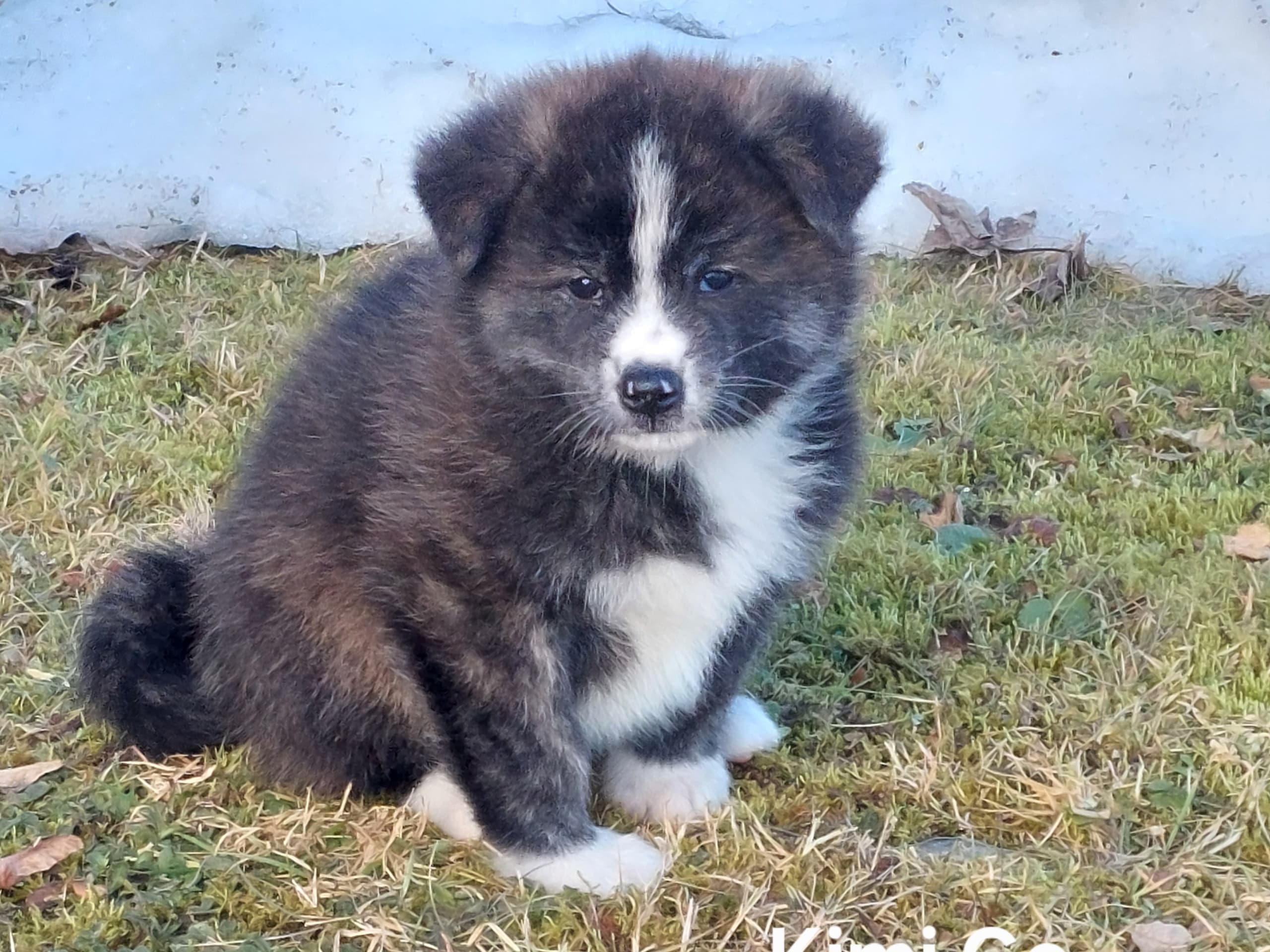 Akita Inu · Dorotea · Krayon's kennel