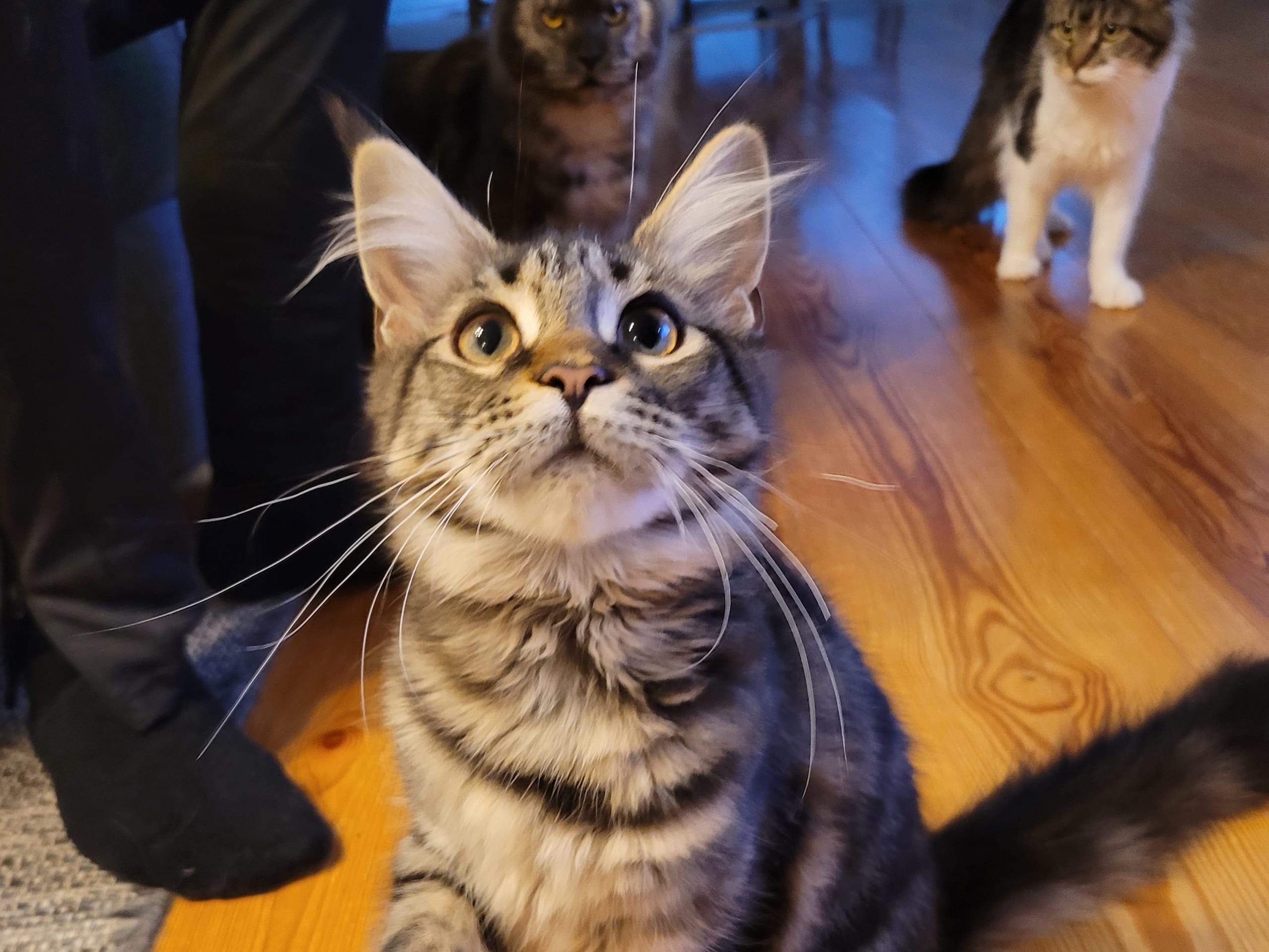 Maine Coon · Klintehamn · SE*Rauktassens